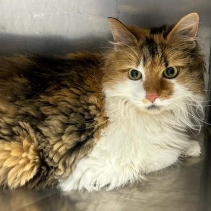 Patches, ADOPTABLE, Adult Female Domestic Long Hair.