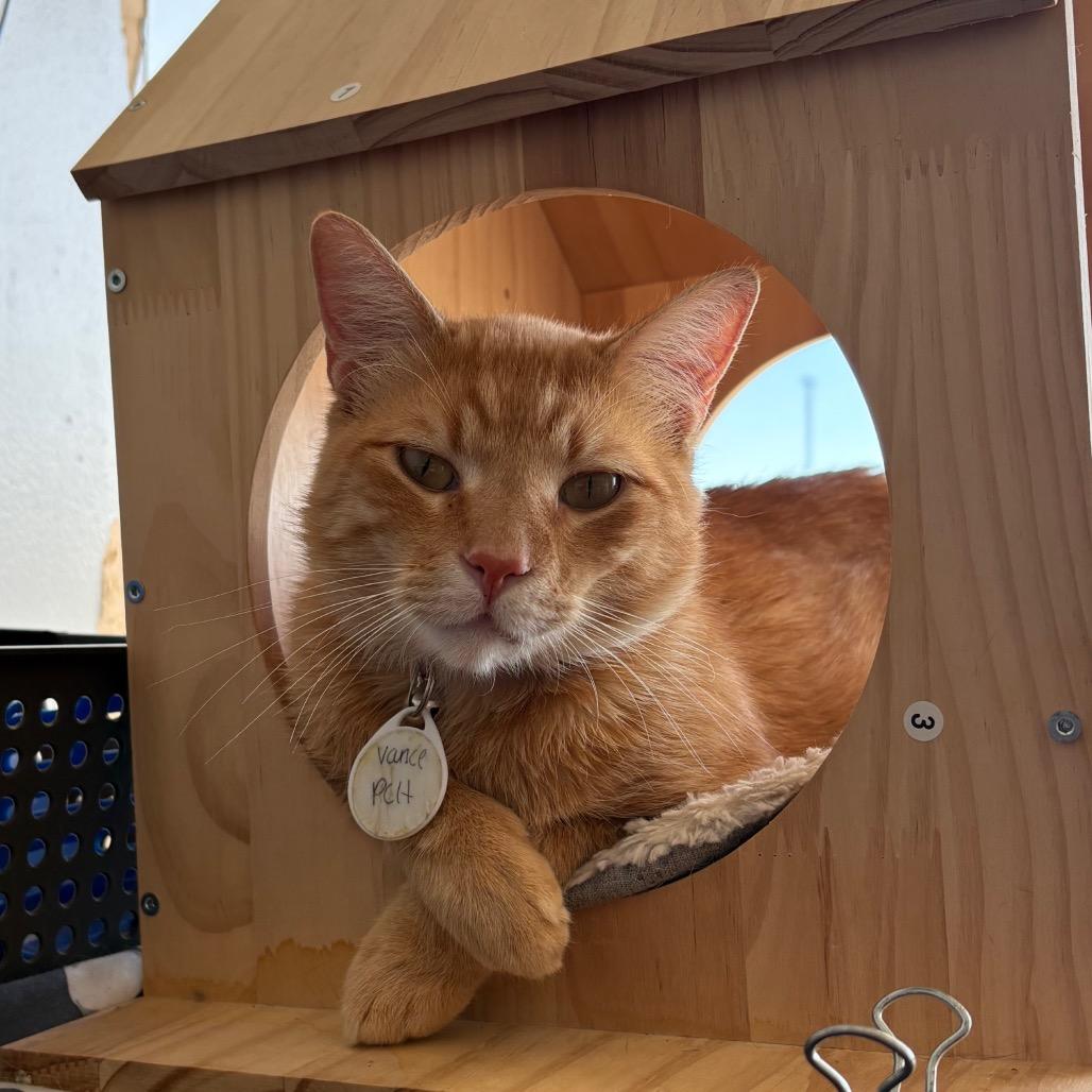 Vance, Adoptable, Adult Male Domestic Short Hair.