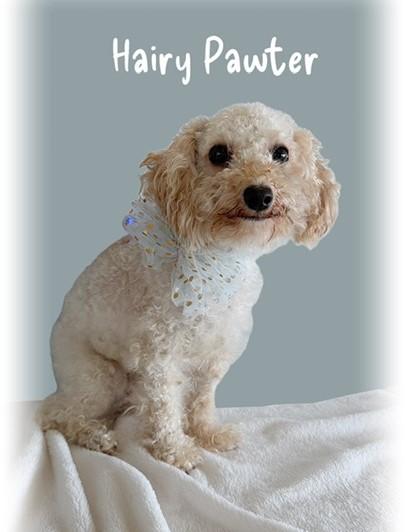 Hairy Pawter, adopted, Adult Male Miniature Poodle.