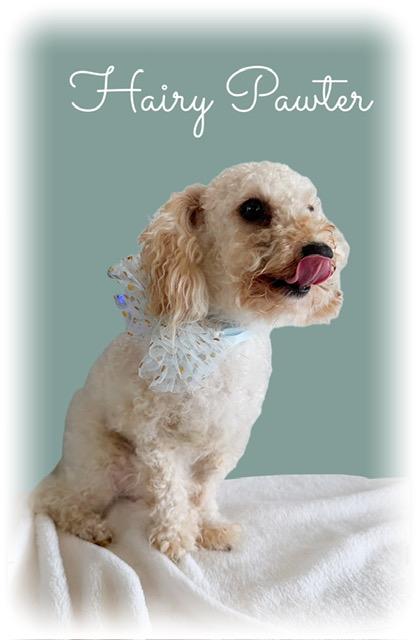 Hairy Pawter, an adopted mixed breed in Tulsa, OK image 2/5
