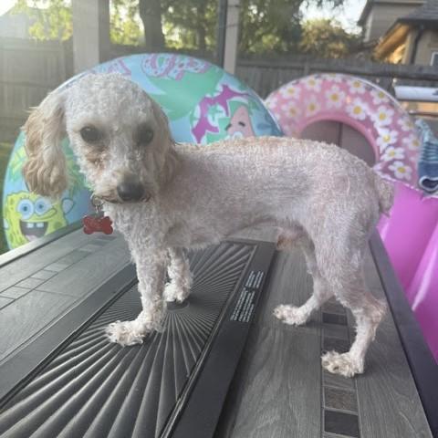 Hairy Pawter, an adopted mixed breed in Tulsa, OK image 5/5