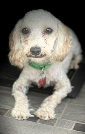 Hairy Pawter, an adopted mixed breed in Tulsa, OK image 4/5