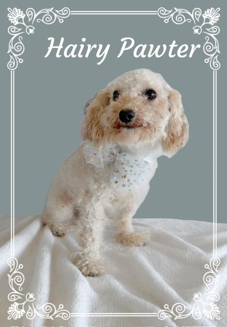 Hairy Pawter, an adopted mixed breed in Tulsa, OK image 3/5