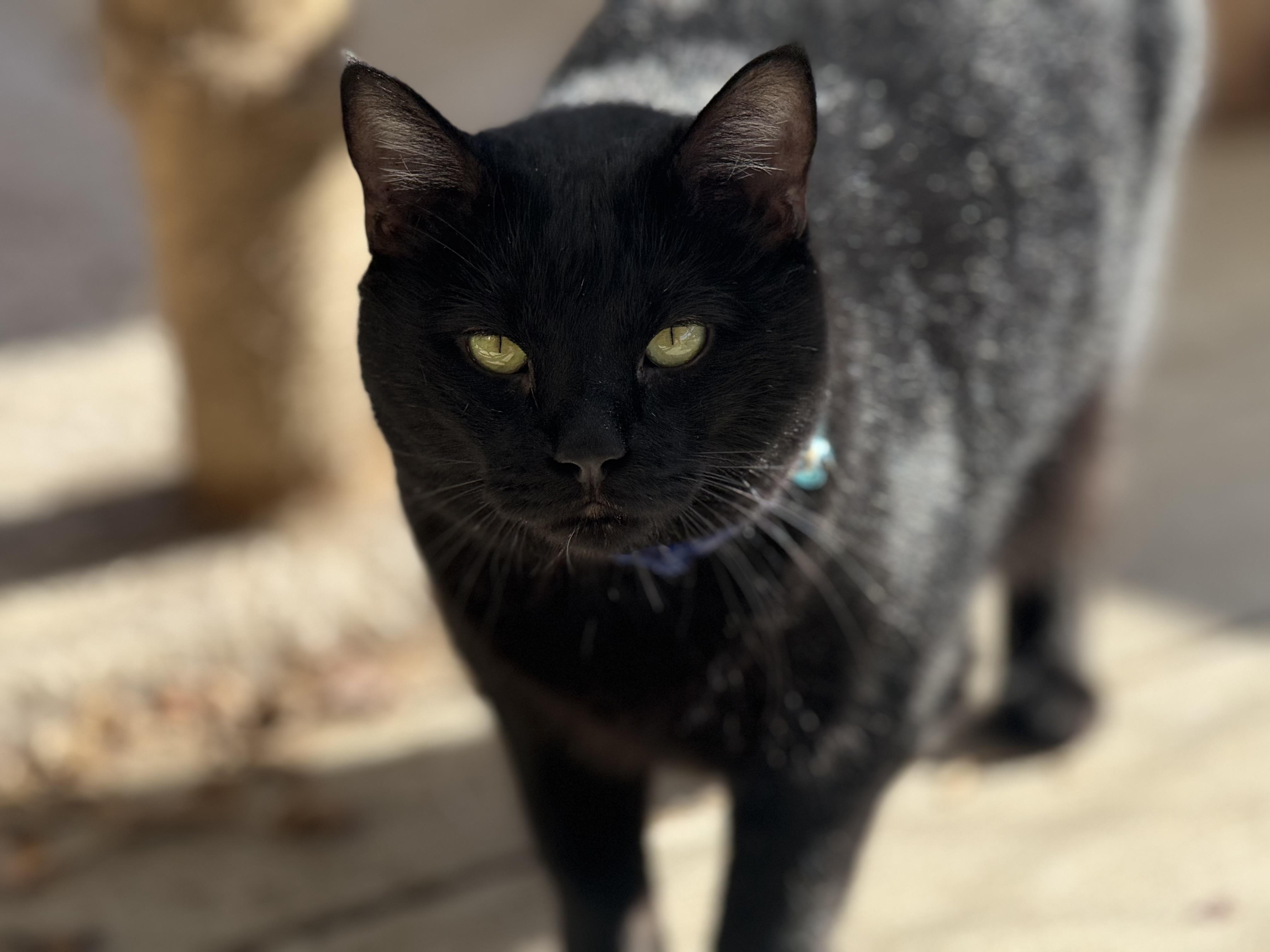 Eclipse, an adoptable Tabby in Pierre, SD, 57501 | Photo Image 1