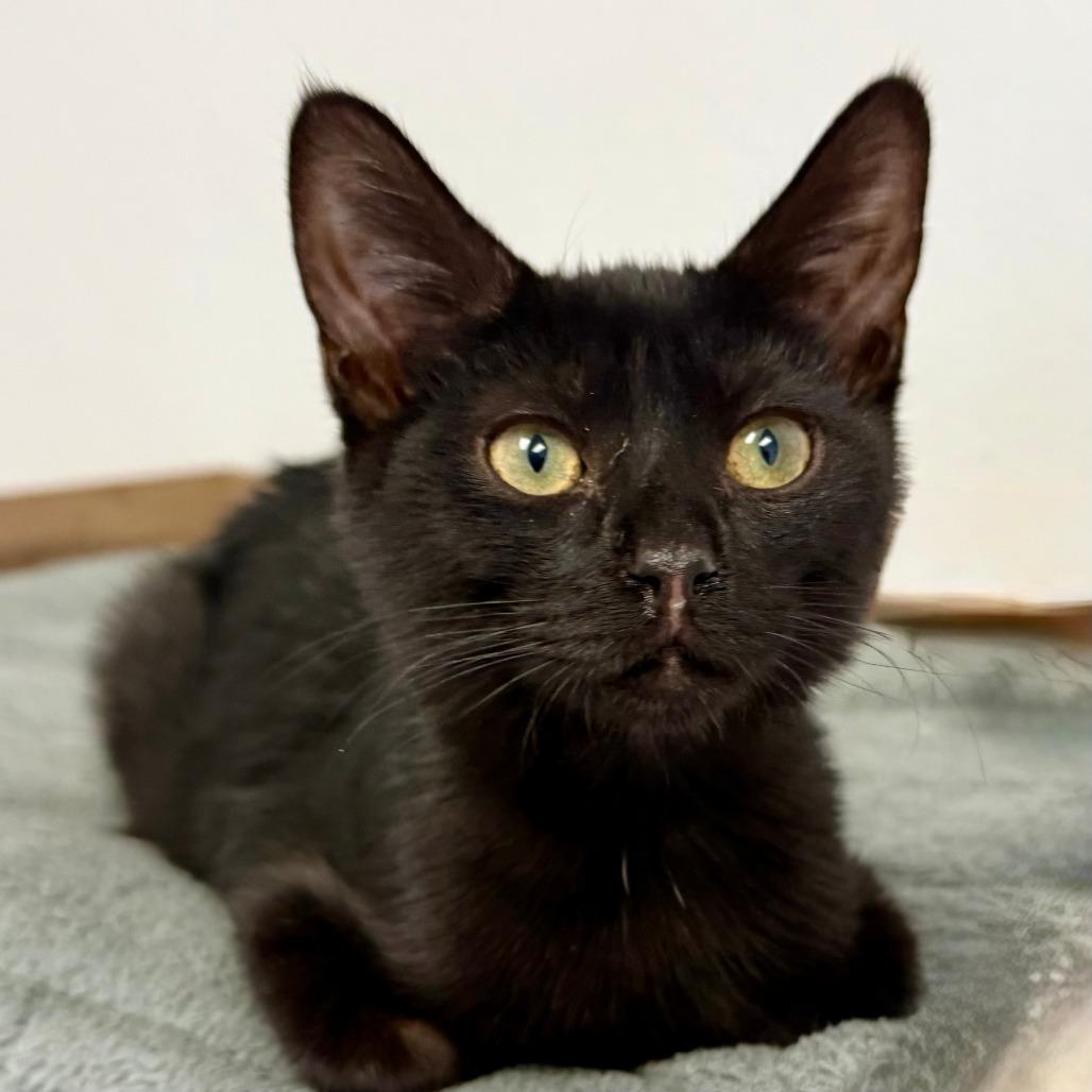 Jeremiah, Adoptable, Kitten Male Domestic Short Hair.