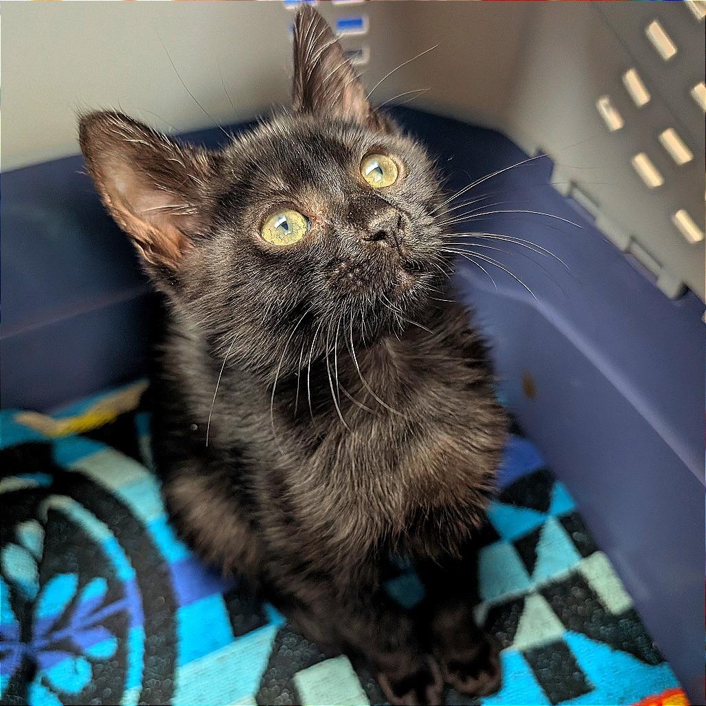 Jeremiah, a Adoptable Domestic Short Hair in Pleasant Hill, CA image 1/2