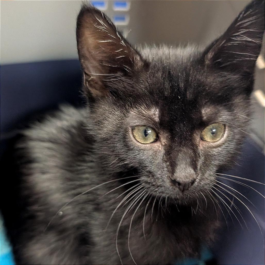 Jeremiah, a Adoptable Domestic Short Hair in Pleasant Hill, CA image 2/2