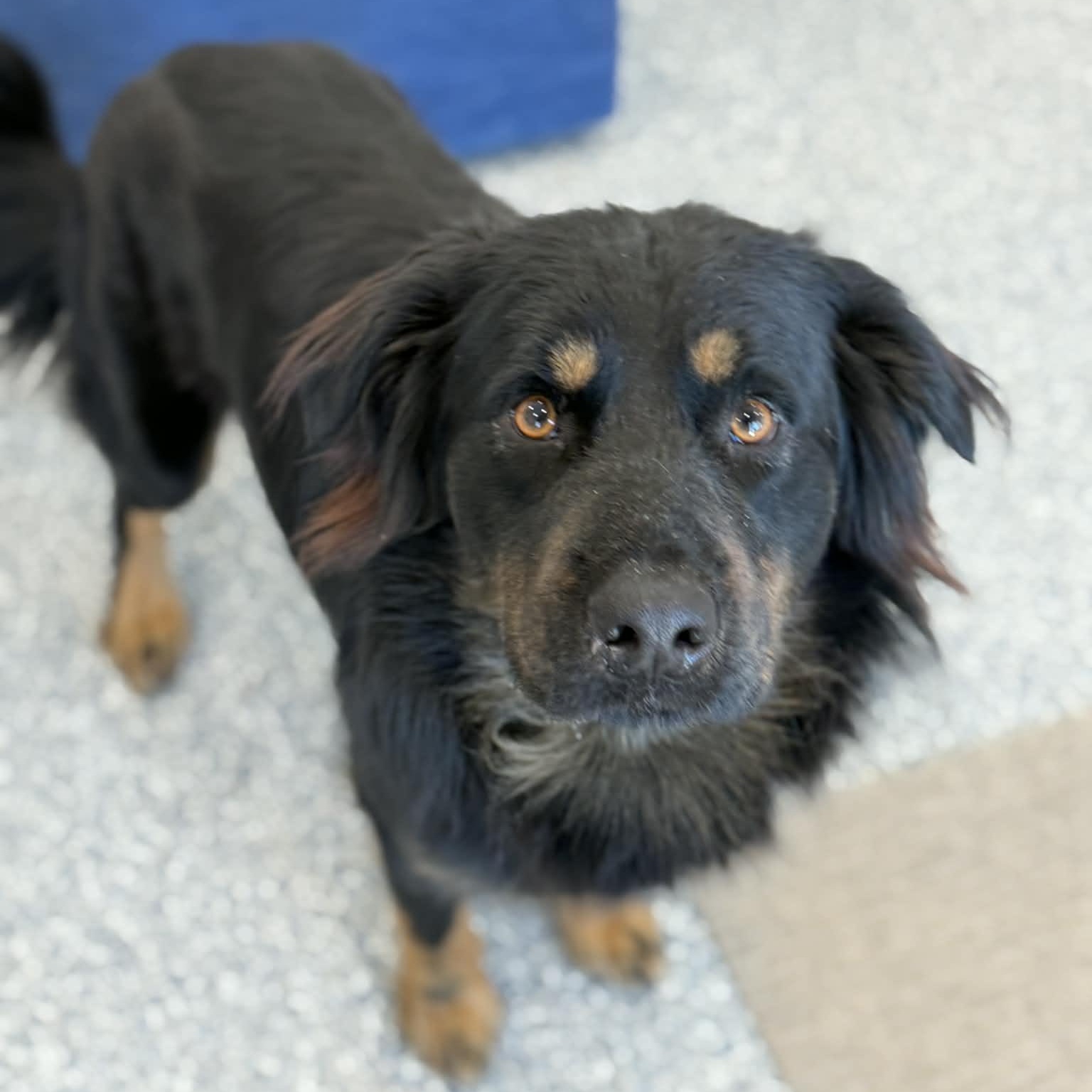 Enlarge Stoney, a ADOPTABLE mixed breed in Danbury, CT image 2/5