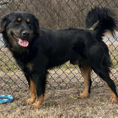 Stoney, ADOPTABLE, Young Male Australian Shepherd.