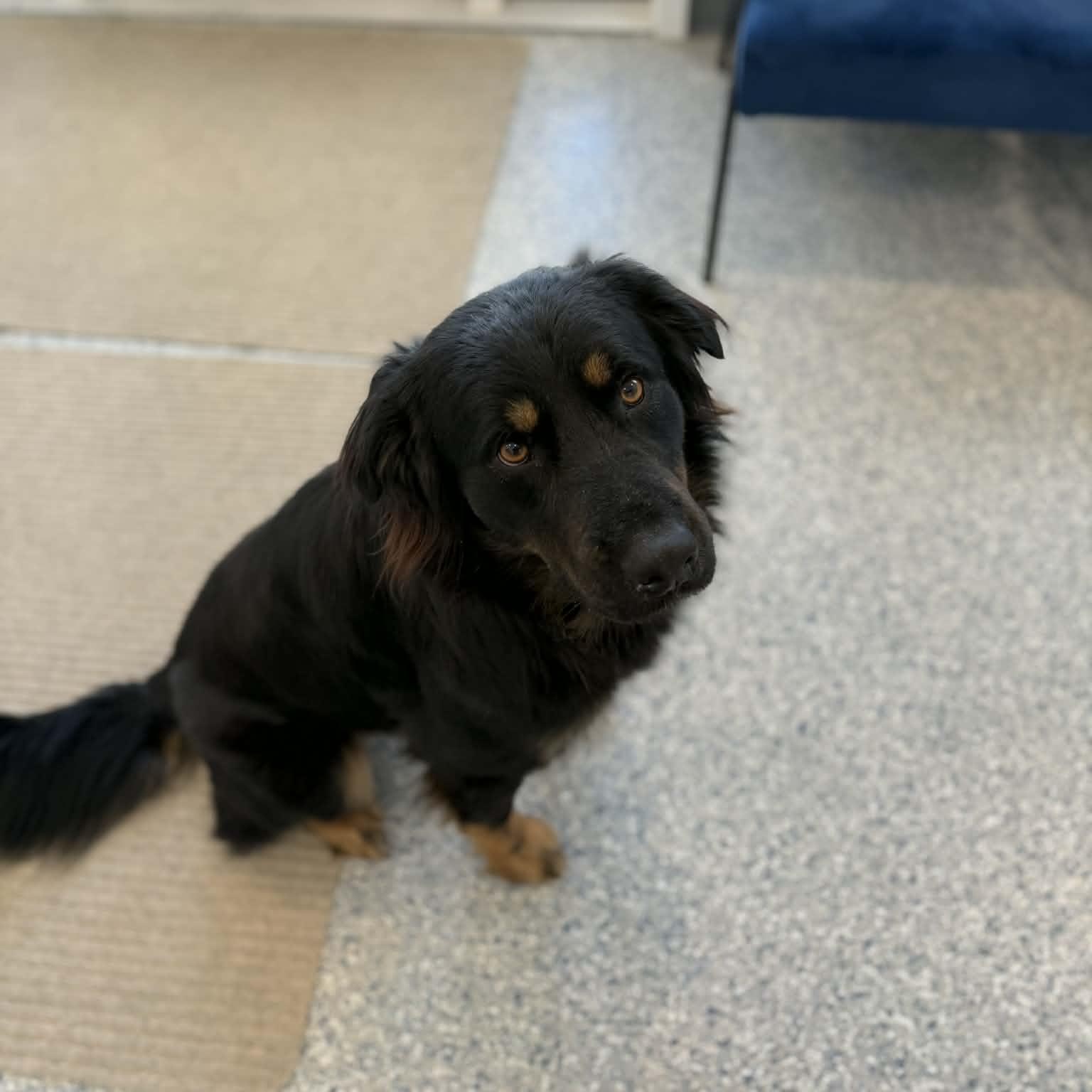 Enlarge Stoney, a ADOPTABLE mixed breed in Danbury, CT image 4/5