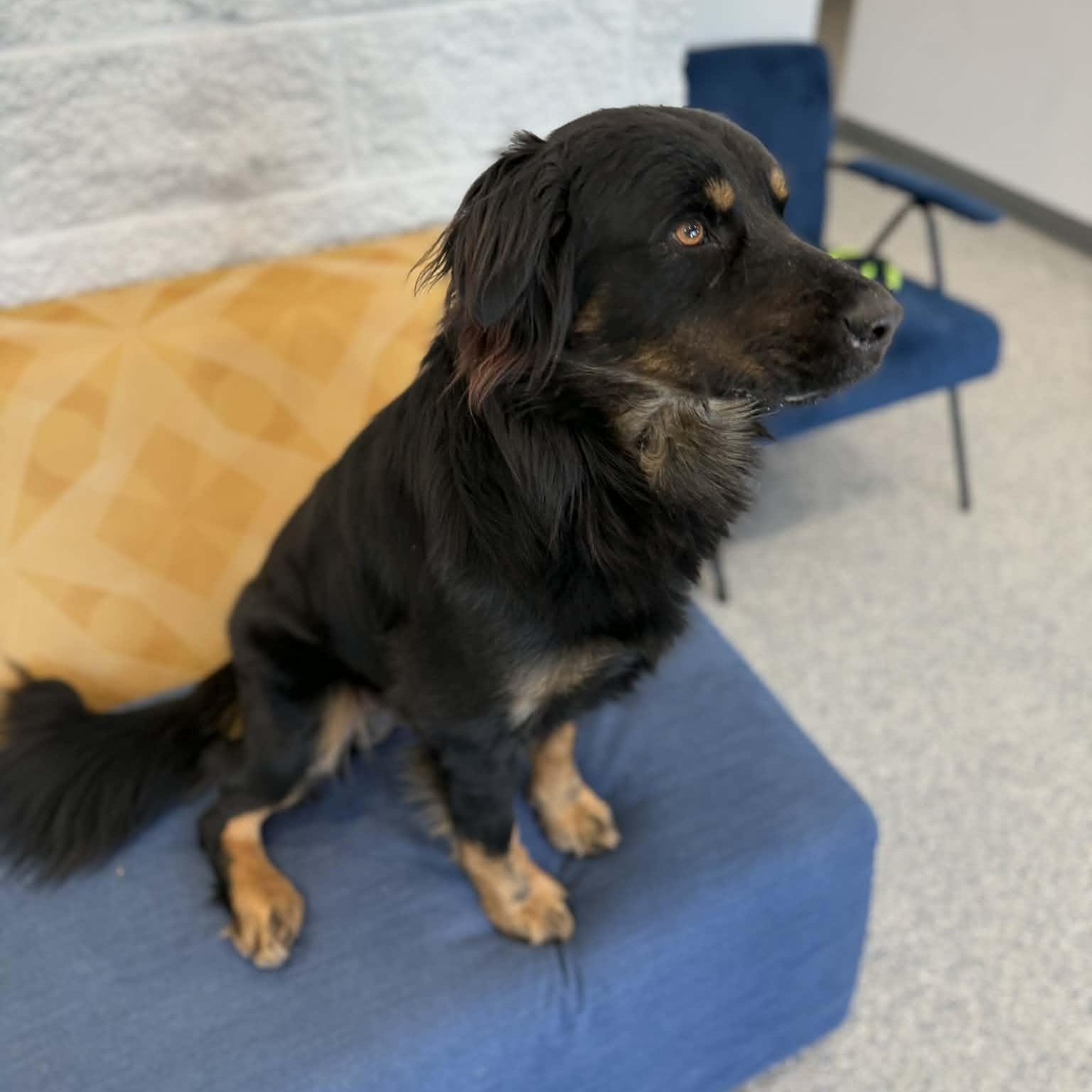 Enlarge Stoney, a ADOPTABLE mixed breed in Danbury, CT image 3/5