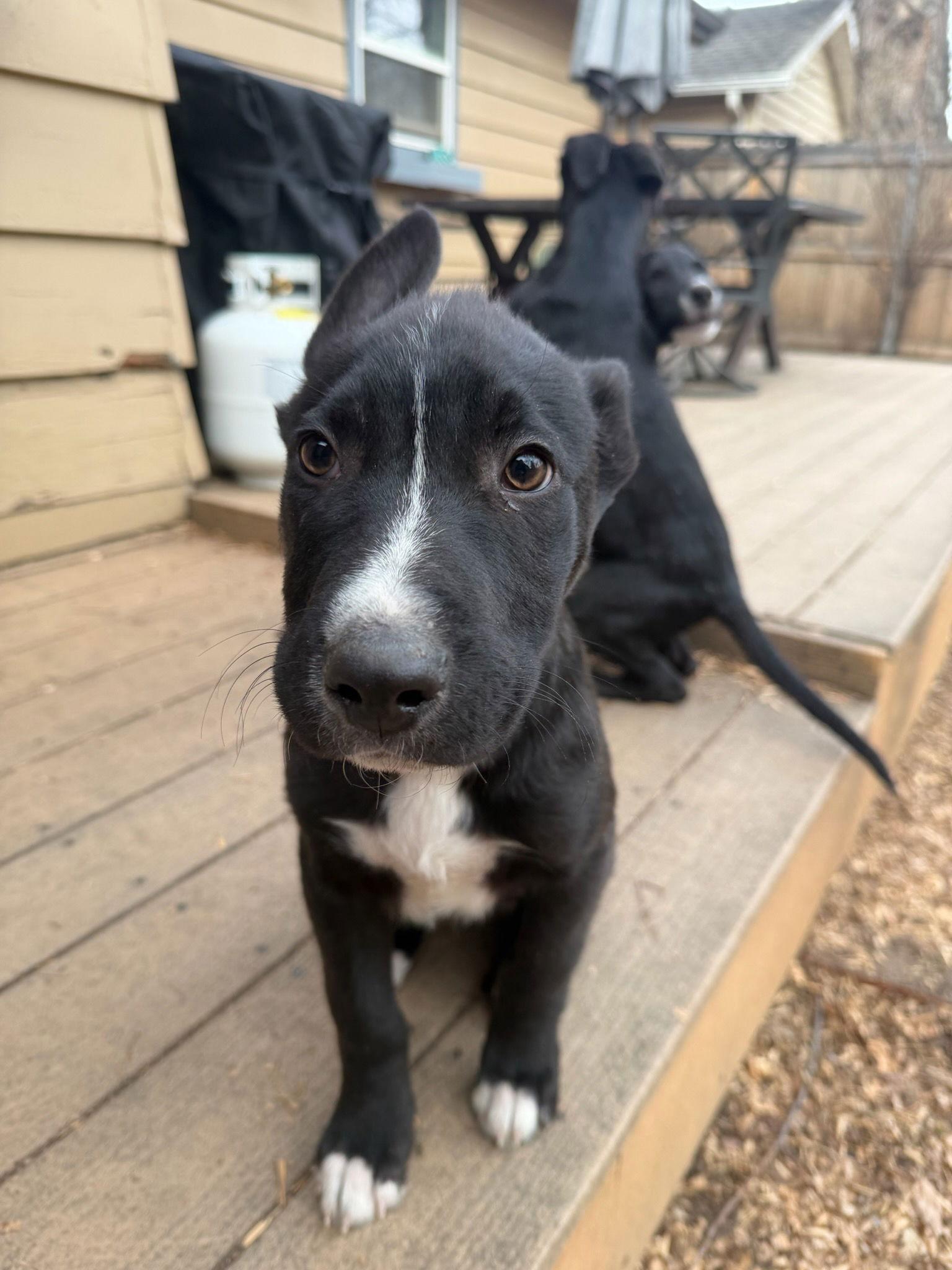 Rocky Mountain, Adopted, Puppy Male Shepherd.