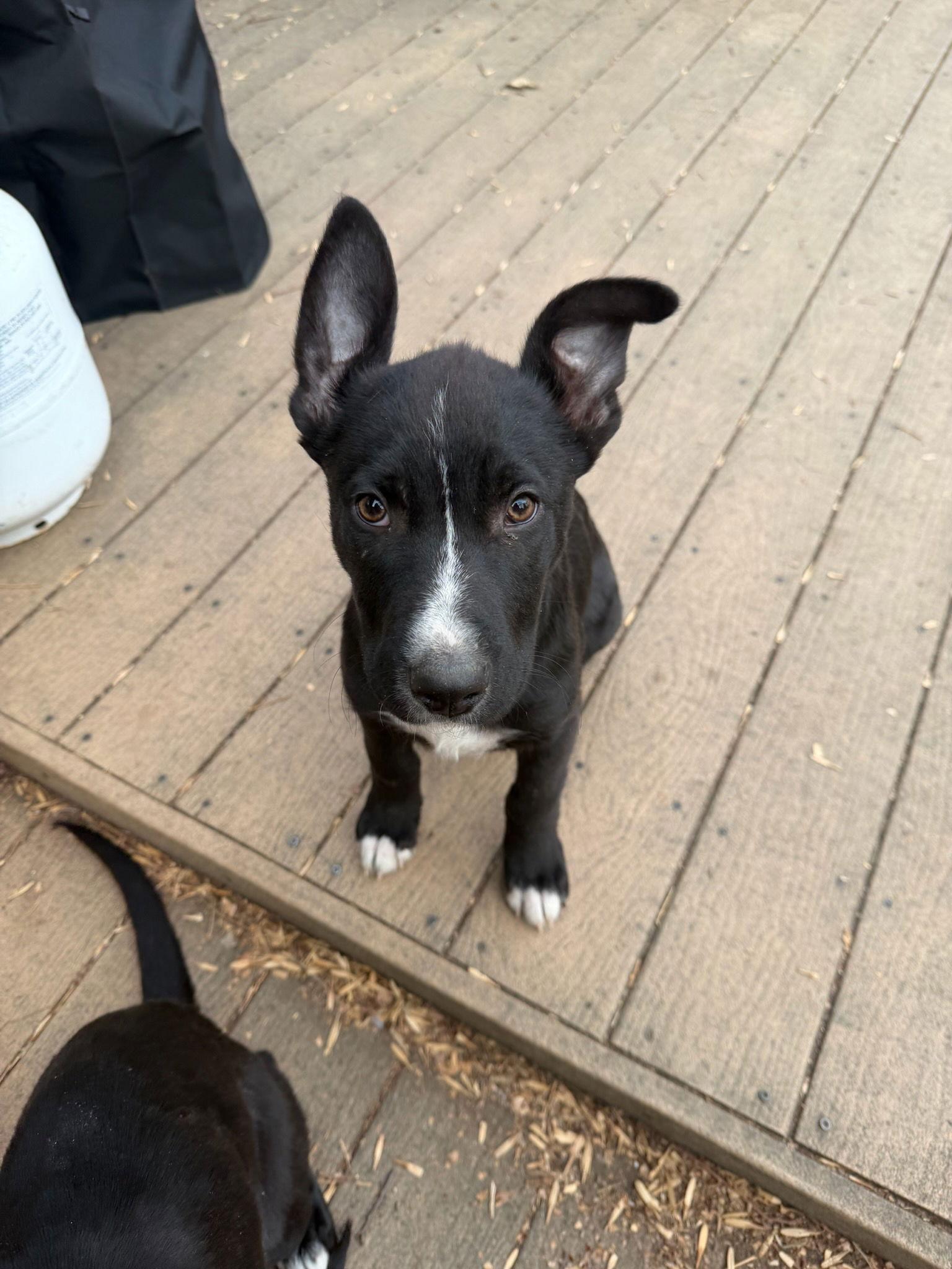 Enlarge Rocky Mountain, a Adopted Shepherd in Fort Collins, CO image 2/2