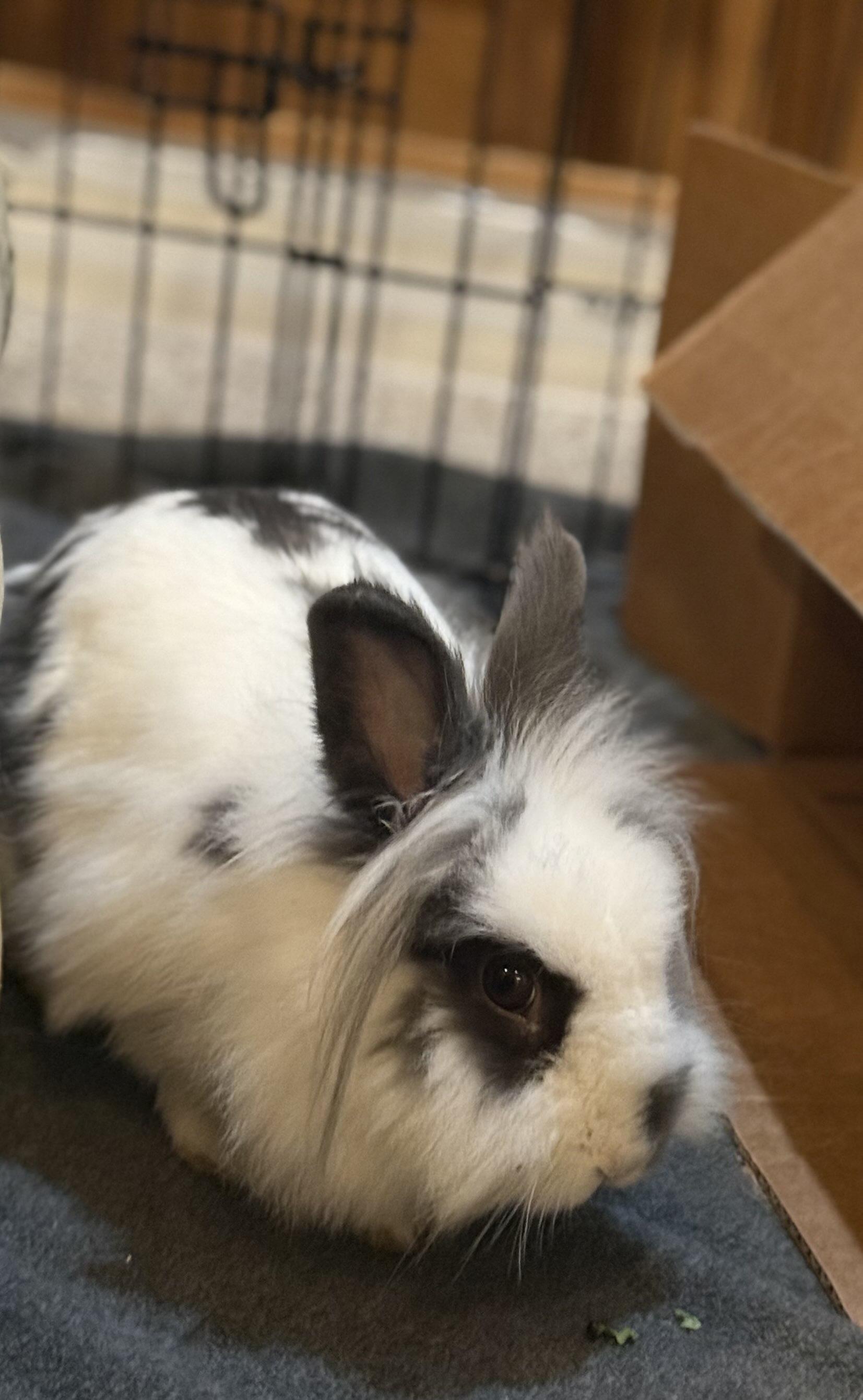 Enlarge Quartz, a Adoptable Lionhead in Canal Fulton, OH image 1/1