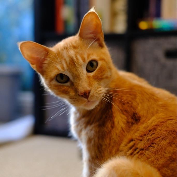 Otter, Adoptable, Adult Male Domestic Short Hair.