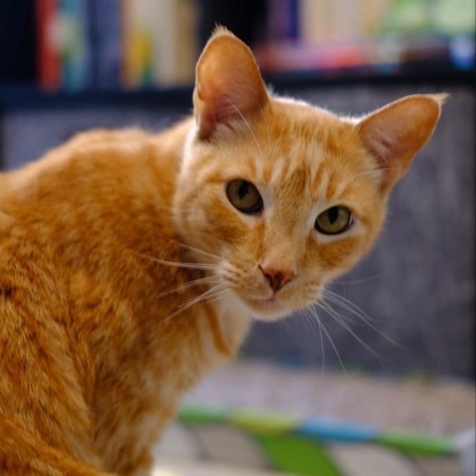 Enlarge Otter, a Adoptable Domestic Short Hair in Temecula, CA image 2/4