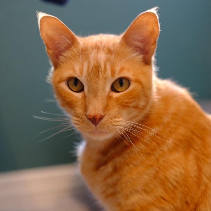 Enlarge Otter, a Adoptable Domestic Short Hair in Temecula, CA image 3/4