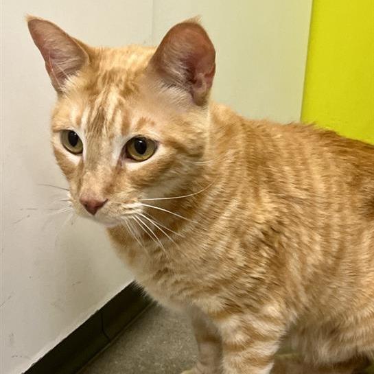 Otter, Adoptable, Adult Male Domestic Short Hair.