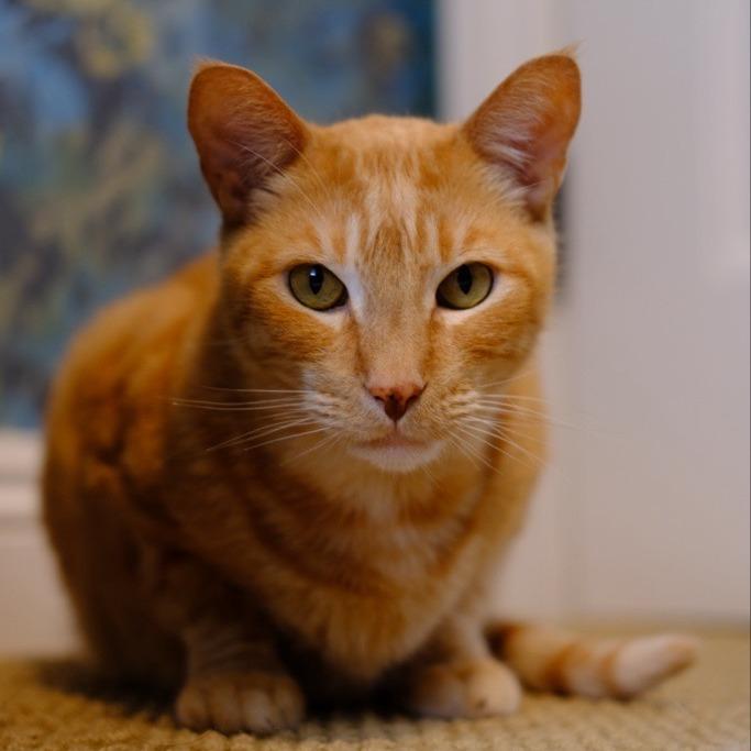 Enlarge Otter, a Adoptable Domestic Short Hair in Temecula, CA image 4/4