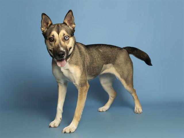 Enlarge STARFIRE, a Adoptable mixed breed in Phoenix, AZ image 1/1
