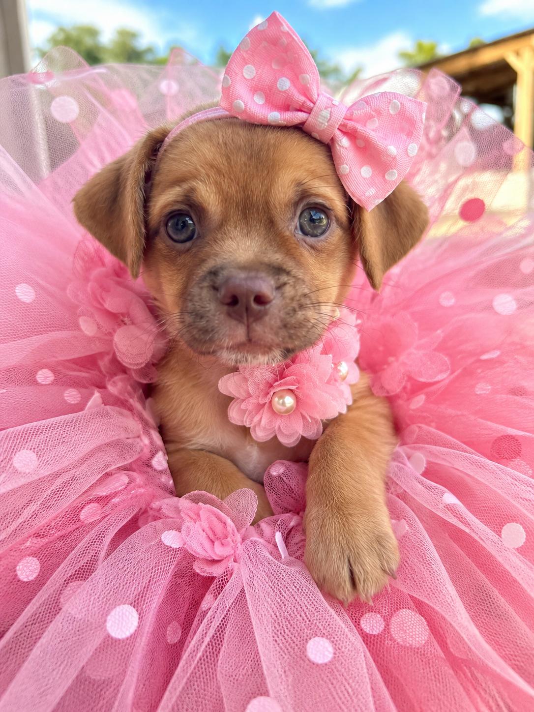 Enlarge Tilly, a Adoptable mixed breed in Wolcott, CT image 2/3