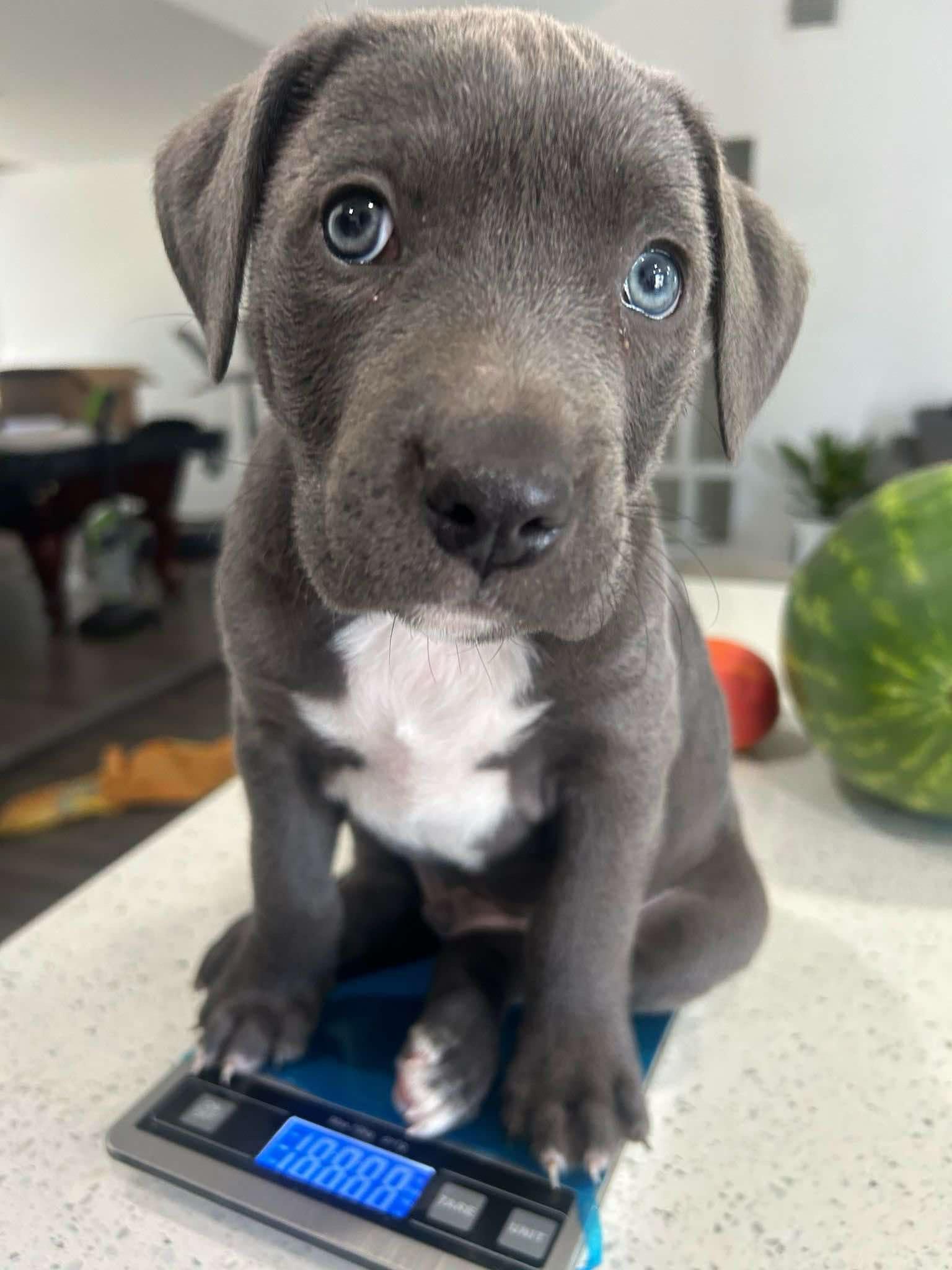 Blue grass, Baby Male American Staffordshire Terrier