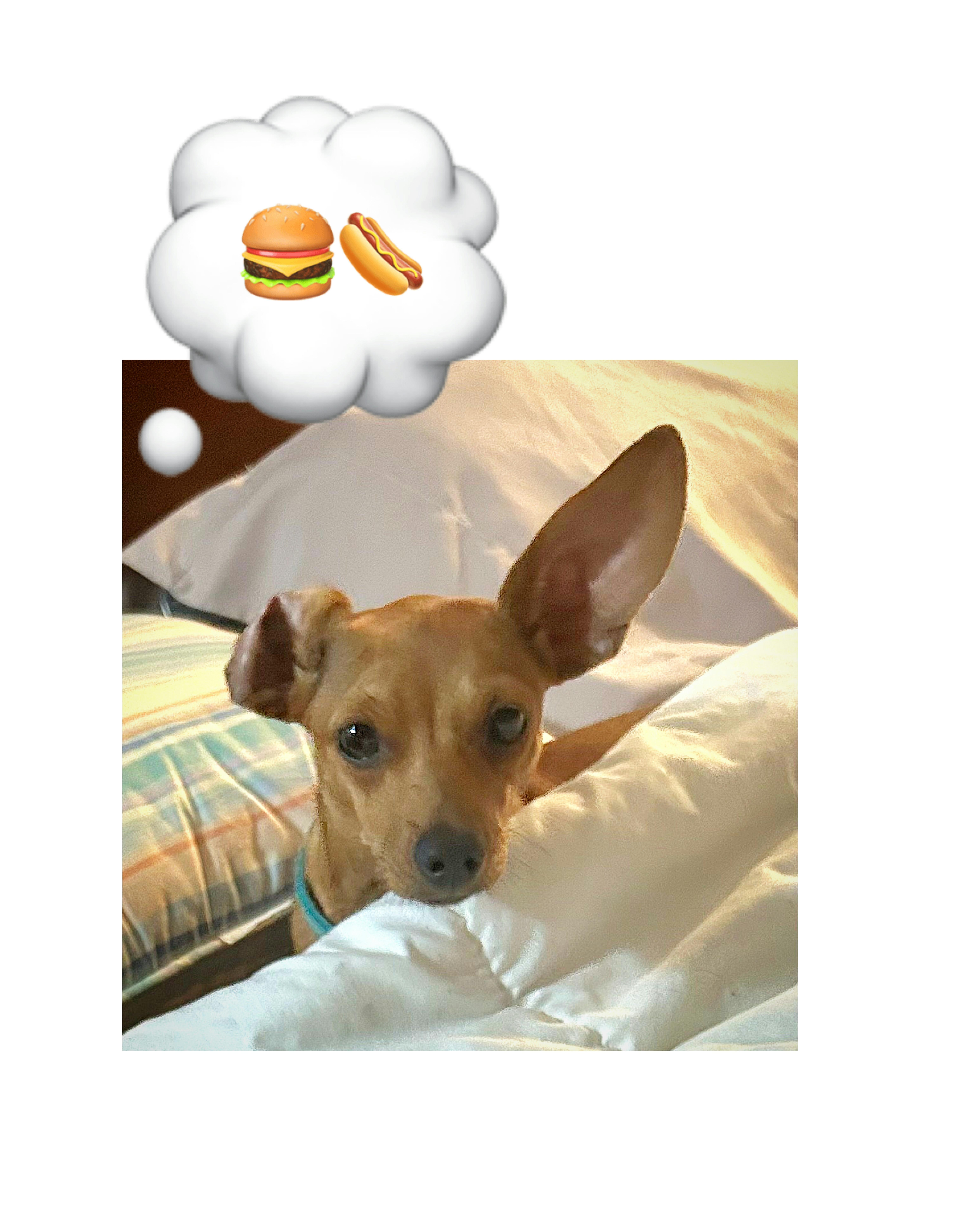 Paprika, Adoptable, Young Female Chiweenie & Miniature Dachshund.