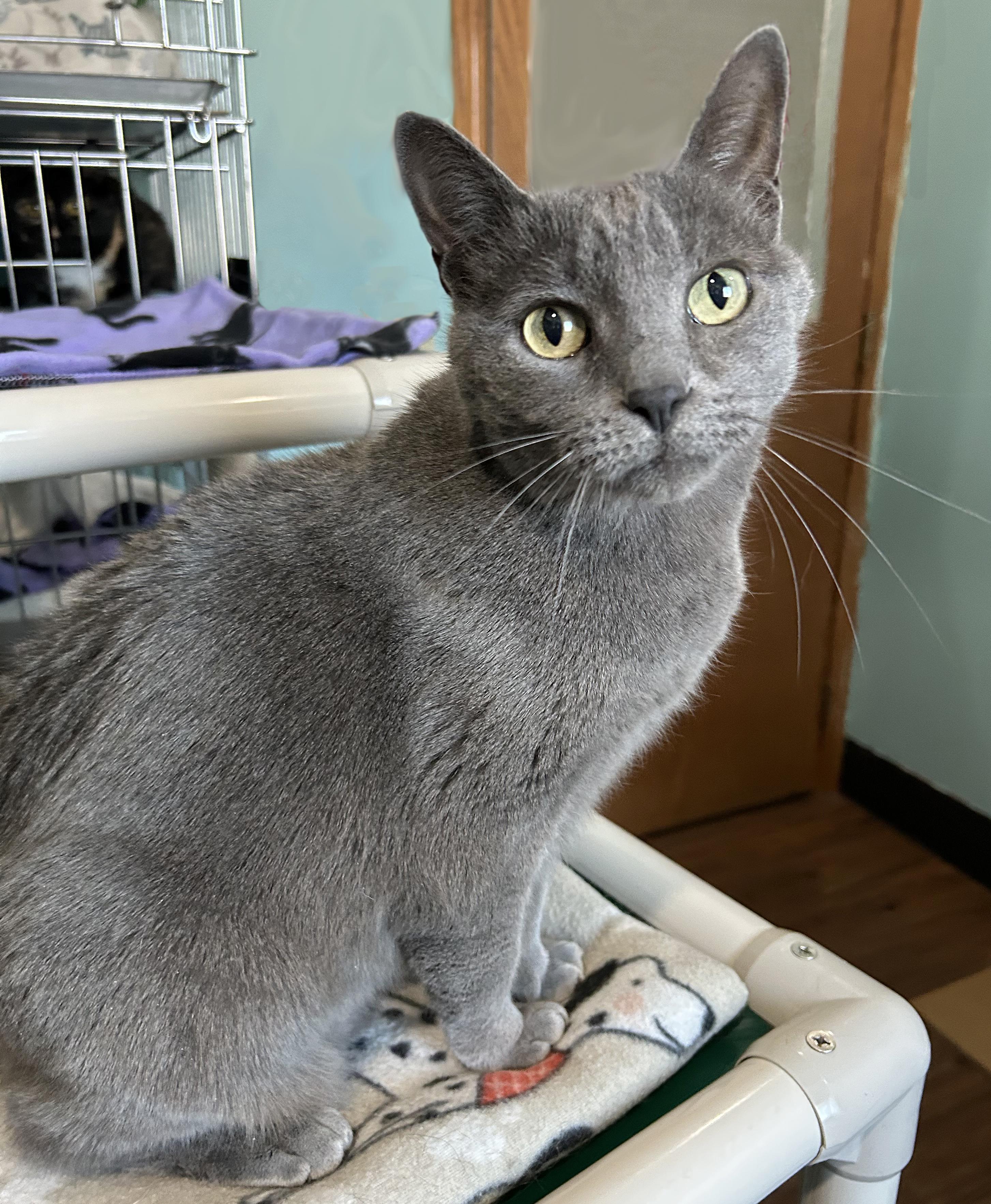 Enlarge Smokey, a Adoptable Domestic Short Hair in Parkville, MO image 2/6