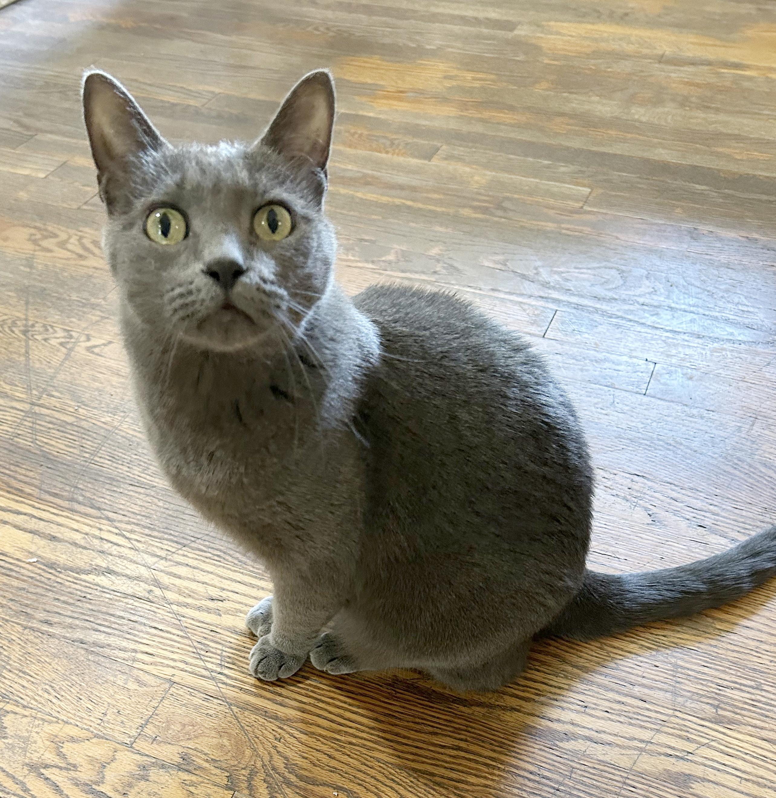 Smokey, a Adoptable Domestic Short Hair in Parkville, MO image 6/6