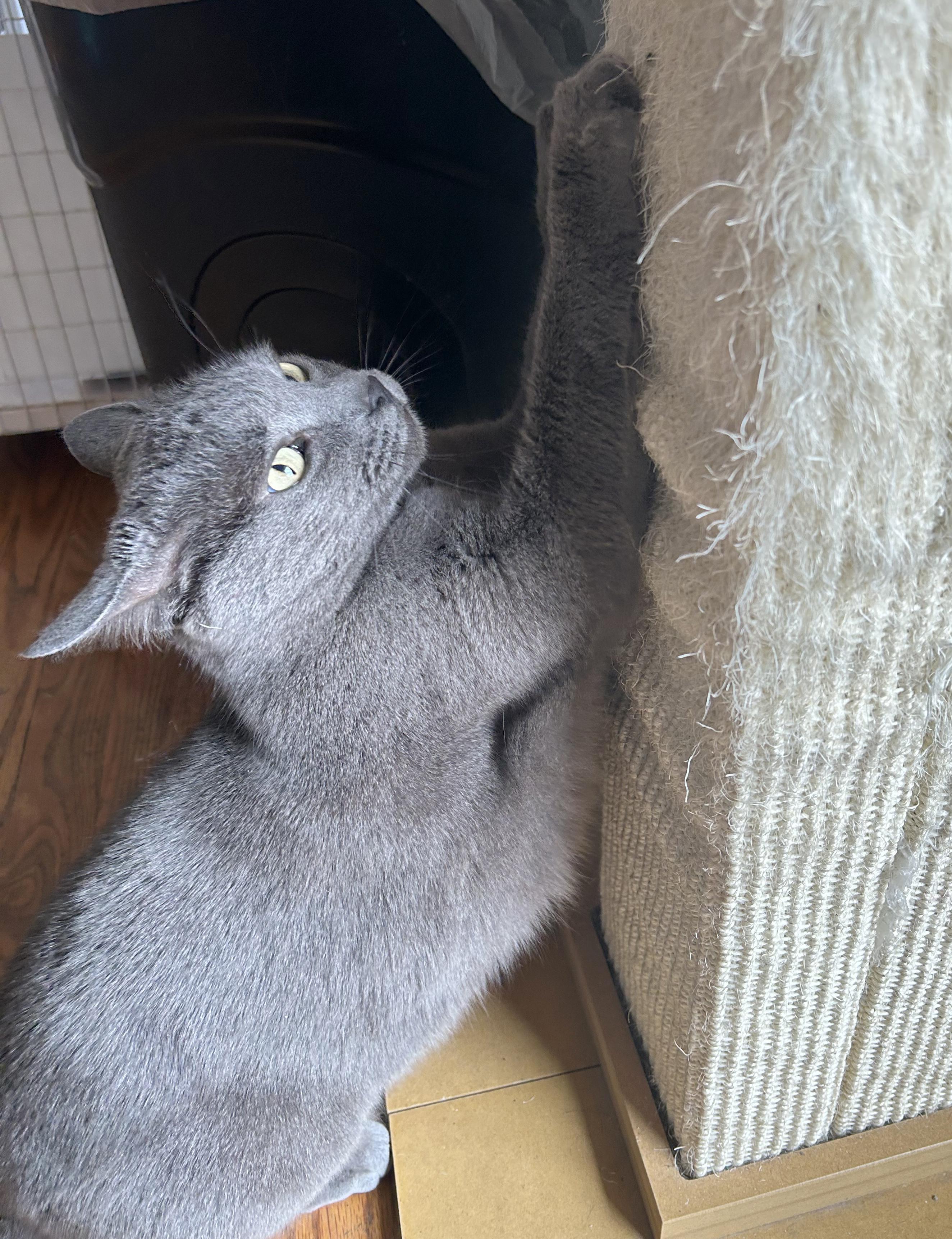 Smokey — thumbnail 2