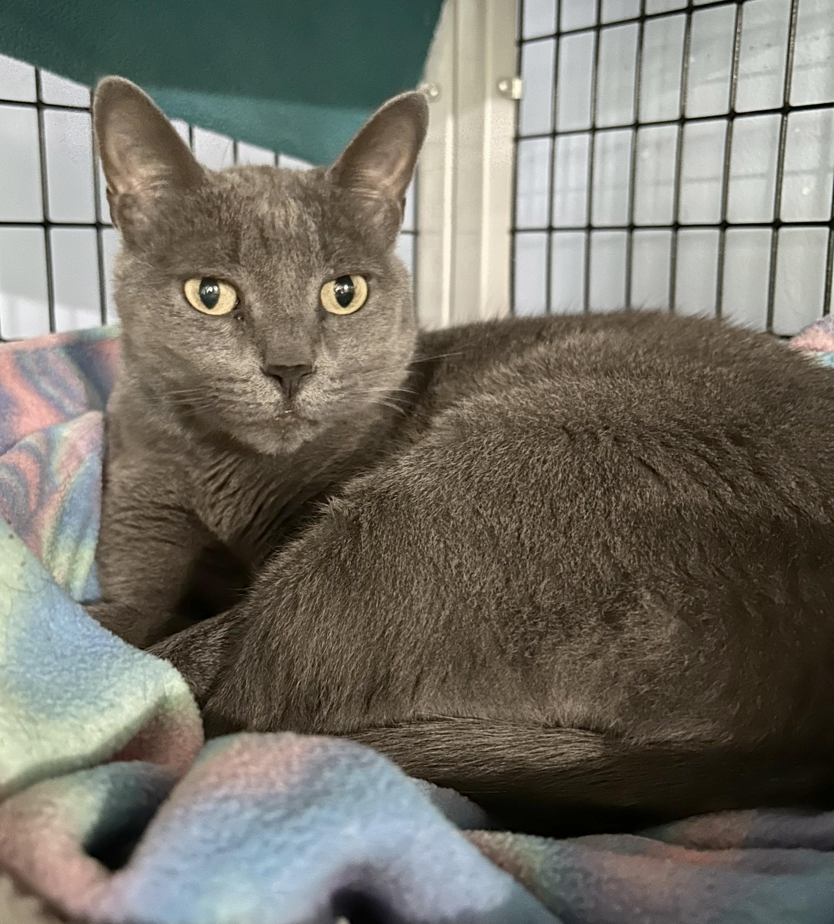 Enlarge Smokey, a Adoptable Domestic Short Hair in Parkville, MO image 1/6