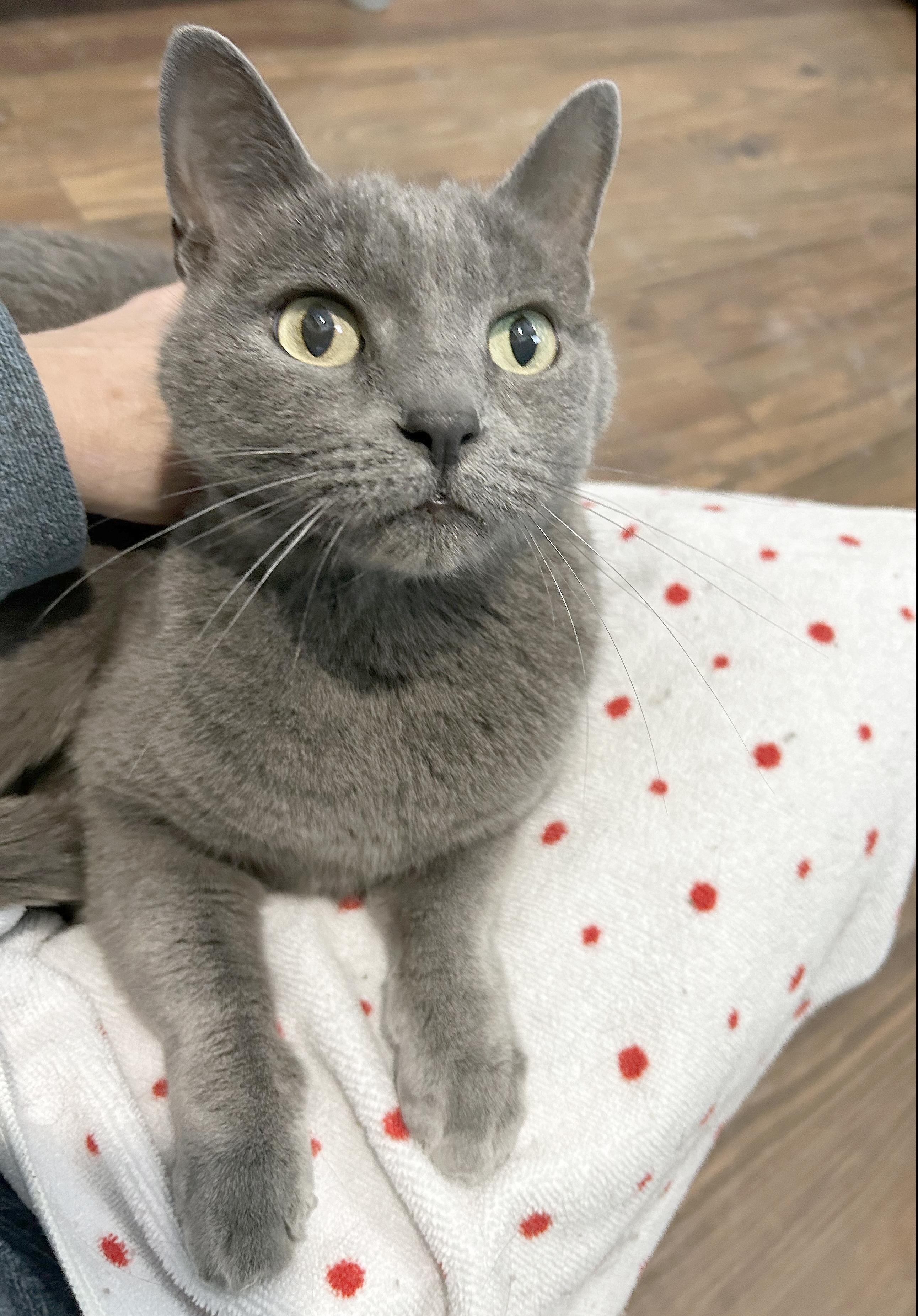 Enlarge Smokey, a Adoptable Domestic Short Hair in Parkville, MO image 3/6