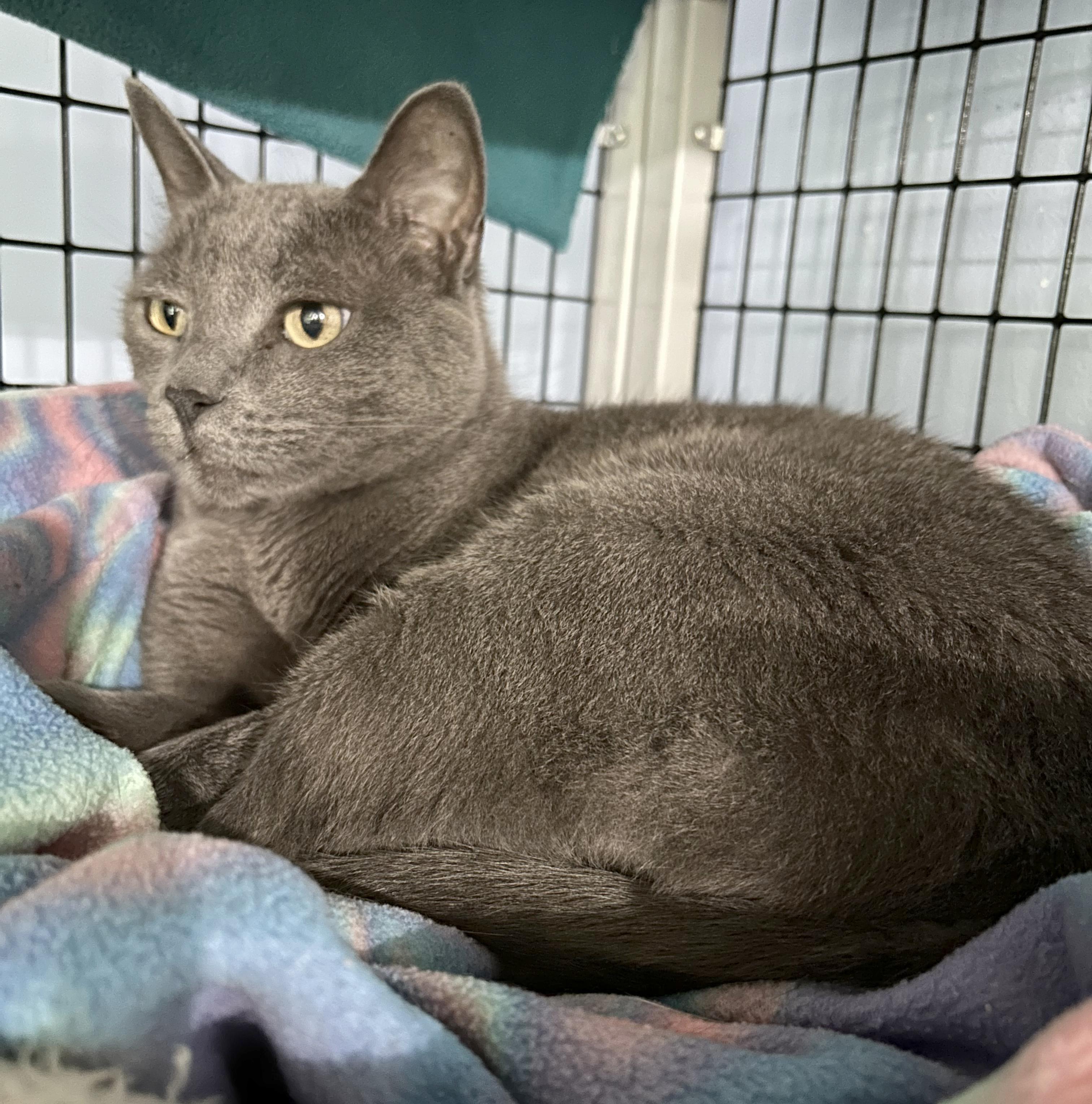 Enlarge Smokey, a Adoptable Domestic Short Hair in Parkville, MO image 6/6