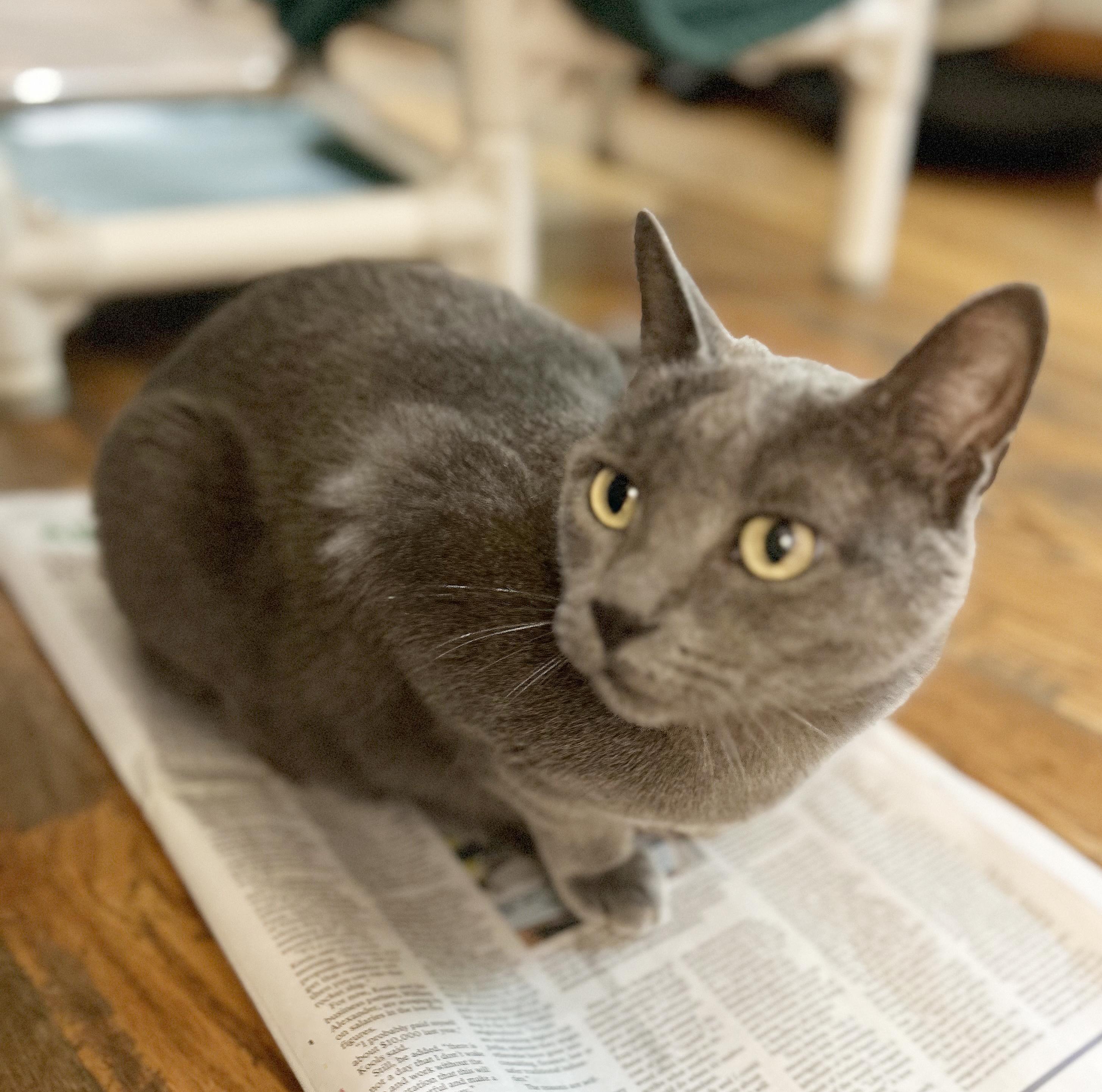 Smokey, a Adoptable Domestic Short Hair in Parkville, MO image 1/6
