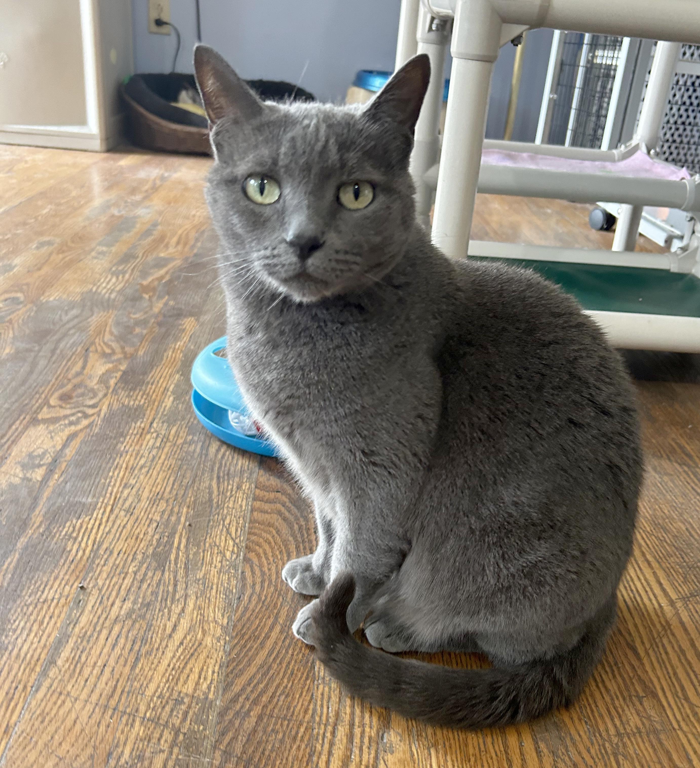 Enlarge Smokey, a Adoptable Domestic Short Hair in Parkville, MO image 1/6