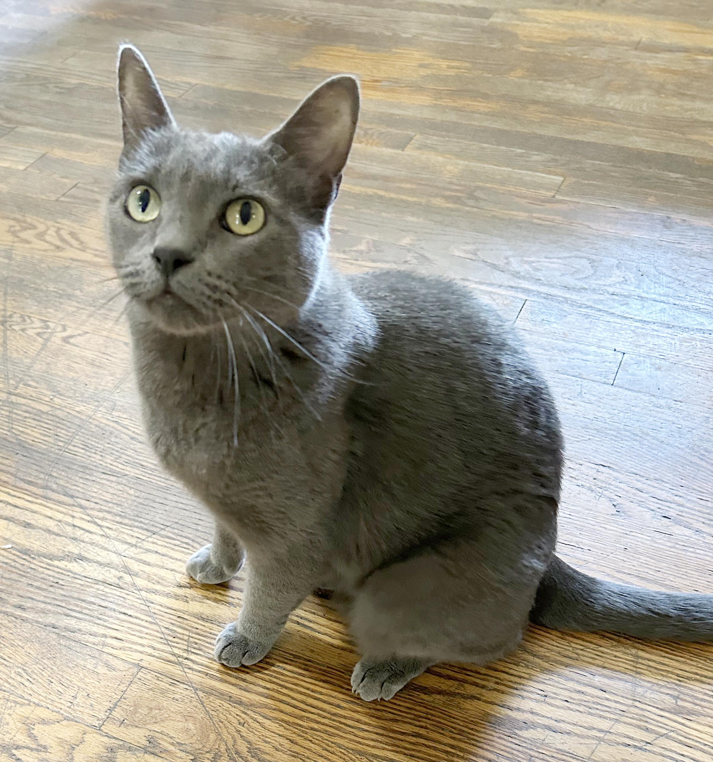 Smokey, Adoptable, Adult Female Domestic Short Hair.