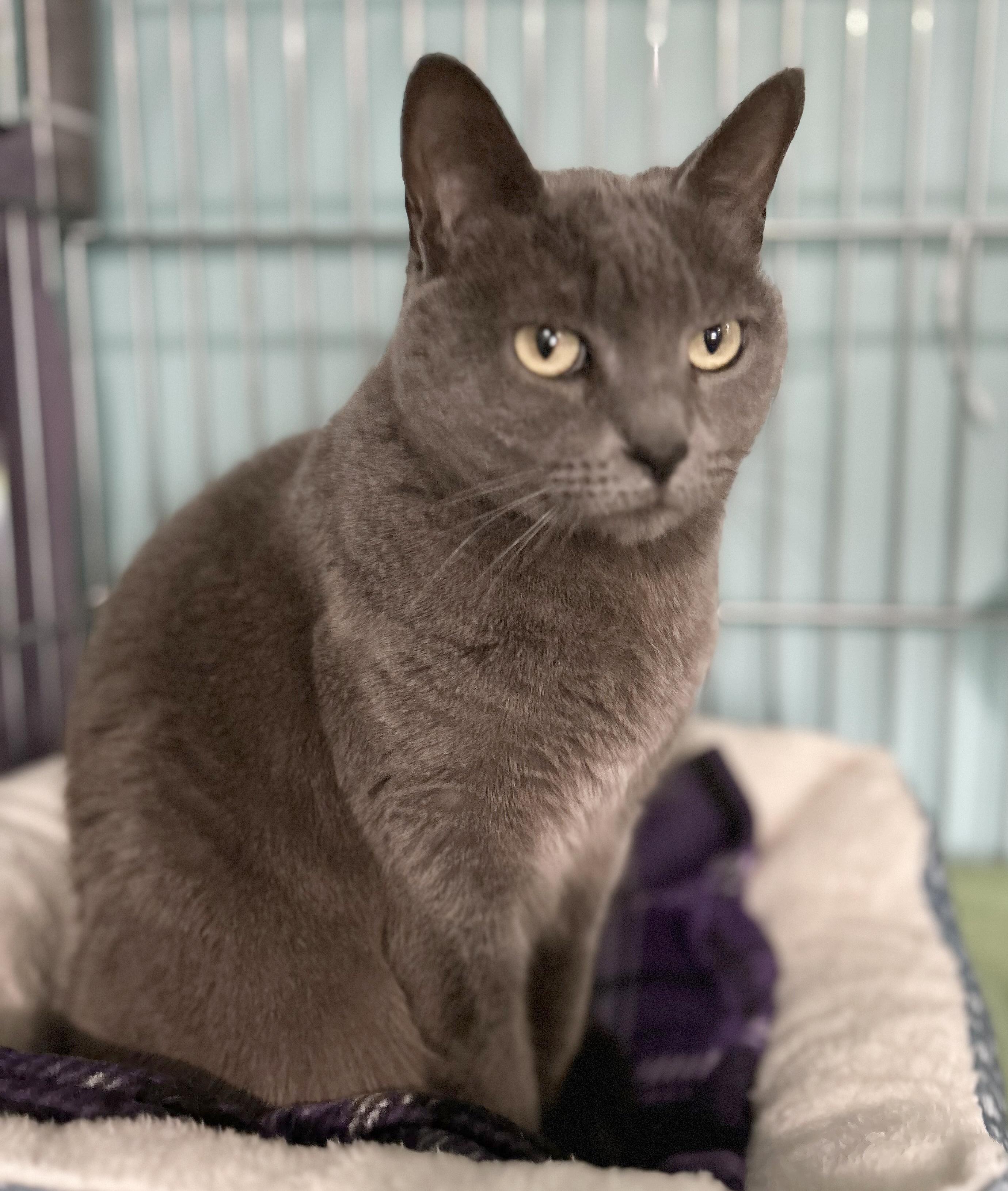 Enlarge Smokey, a Adoptable Domestic Short Hair in Parkville, MO image 4/6