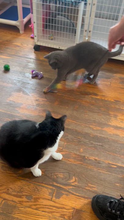 Enlarge Smokey, a Adoptable Domestic Short Hair in Parkville, MO video 5/6