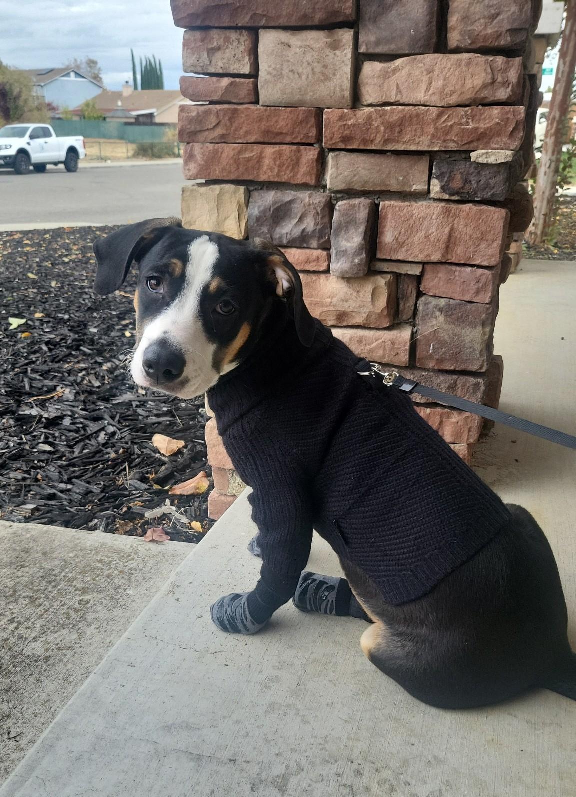 Enlarge Penguino, a Adopted mixed breed in San Francisco, CA image 5/5