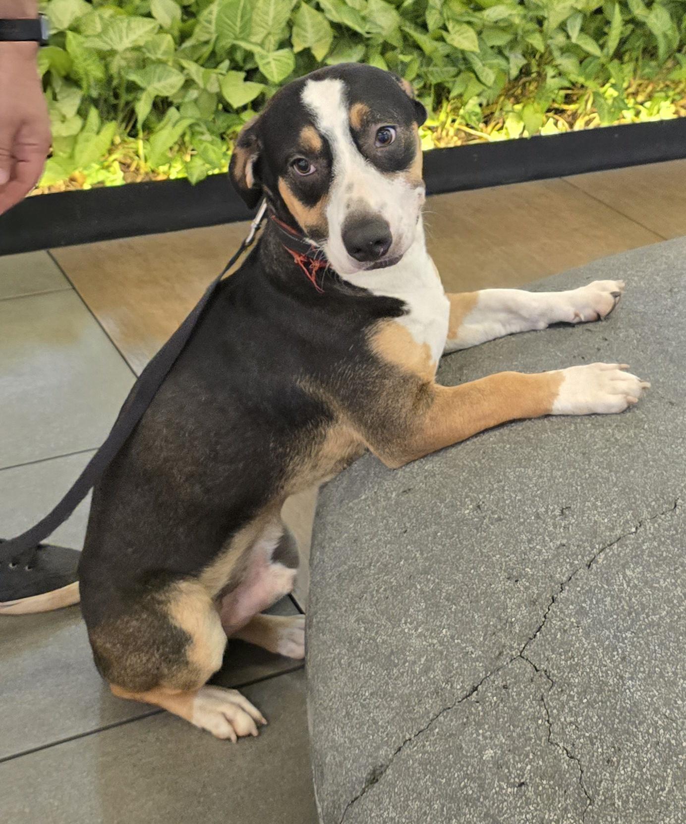 Penguino, Adopted, Adult Male Beagle.