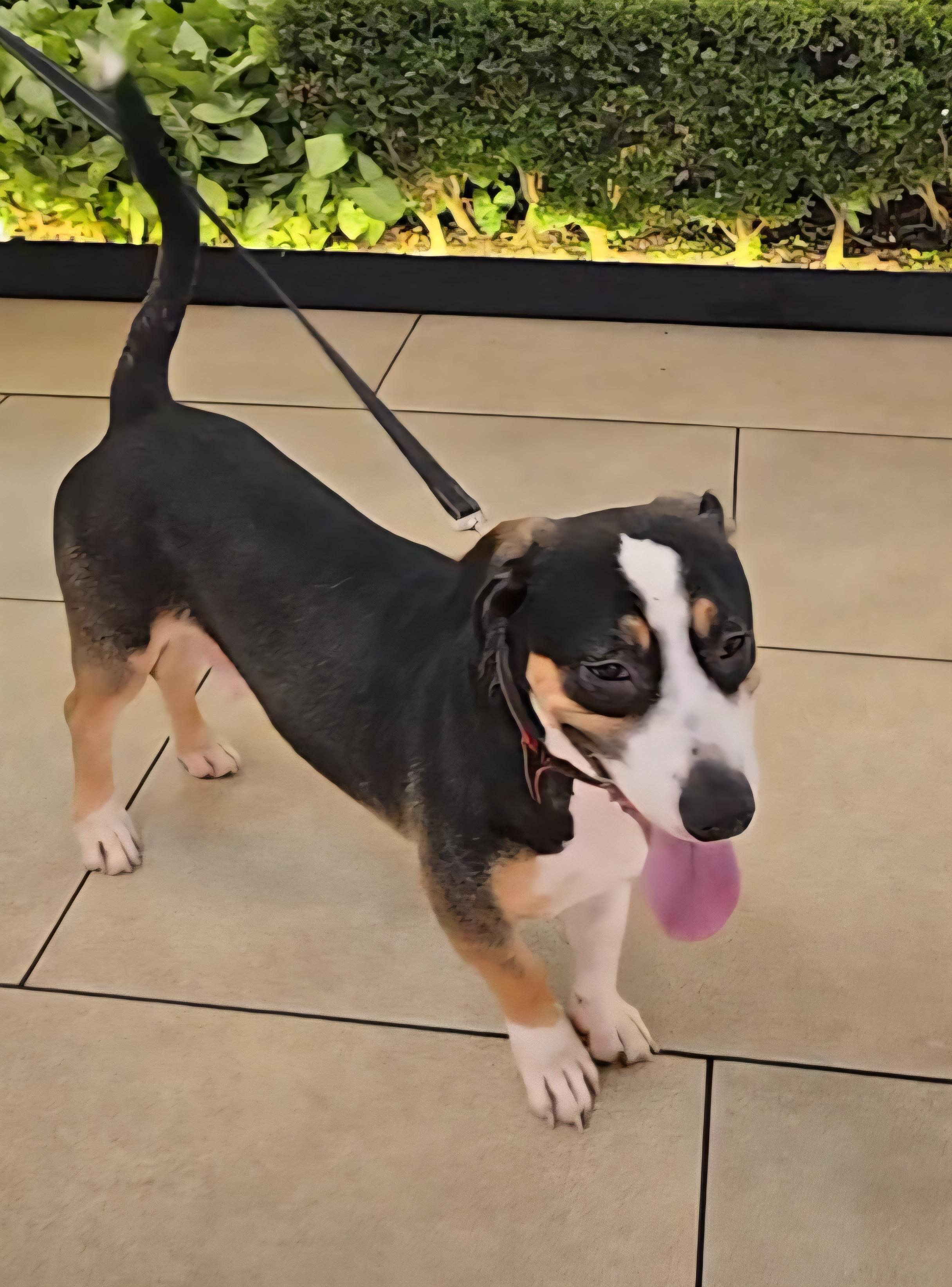 Enlarge Penguino, a Adopted mixed breed in San Francisco, CA image 2/5