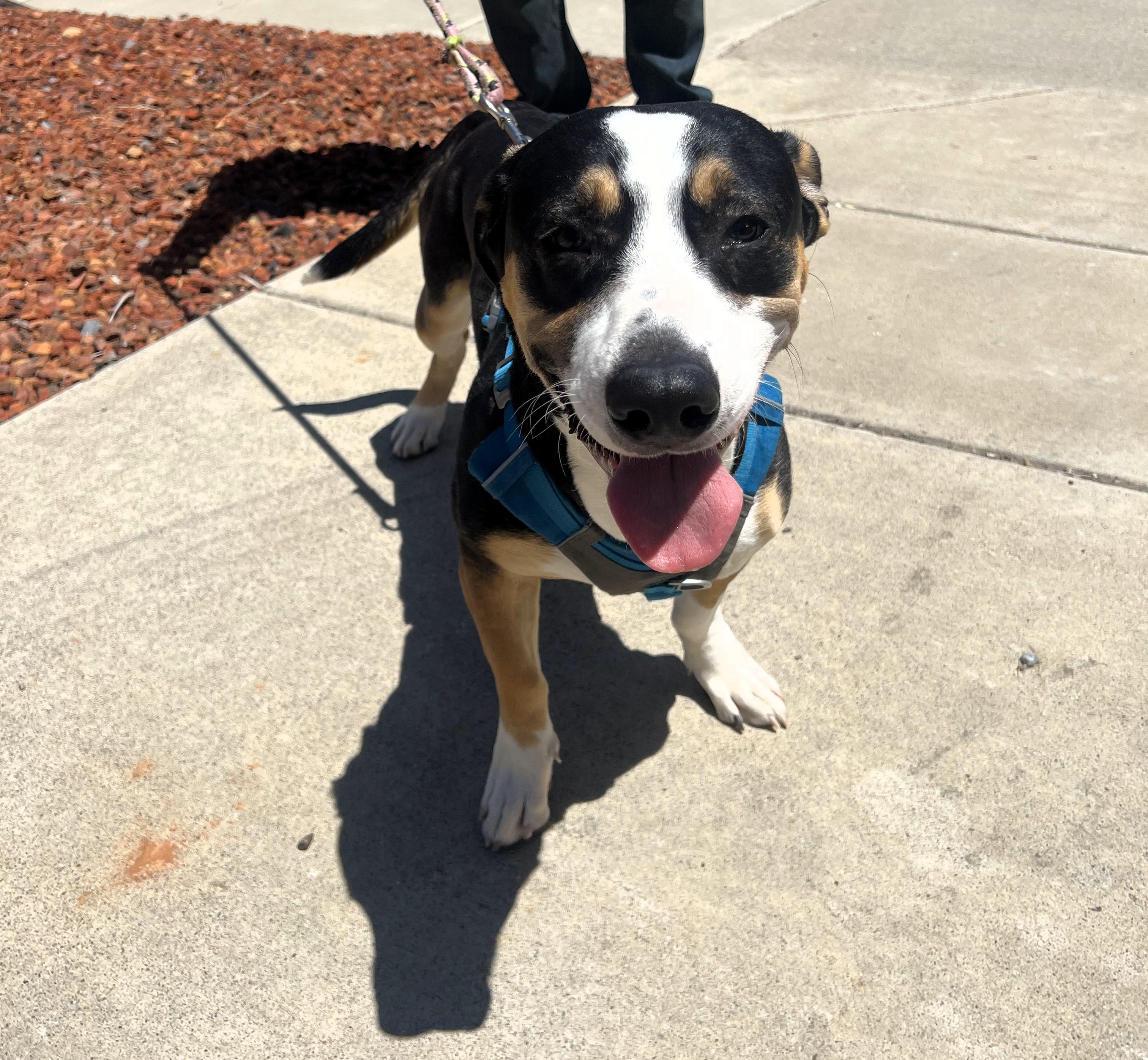 Enlarge Penguino, a Adopted mixed breed in San Francisco, CA image 3/5