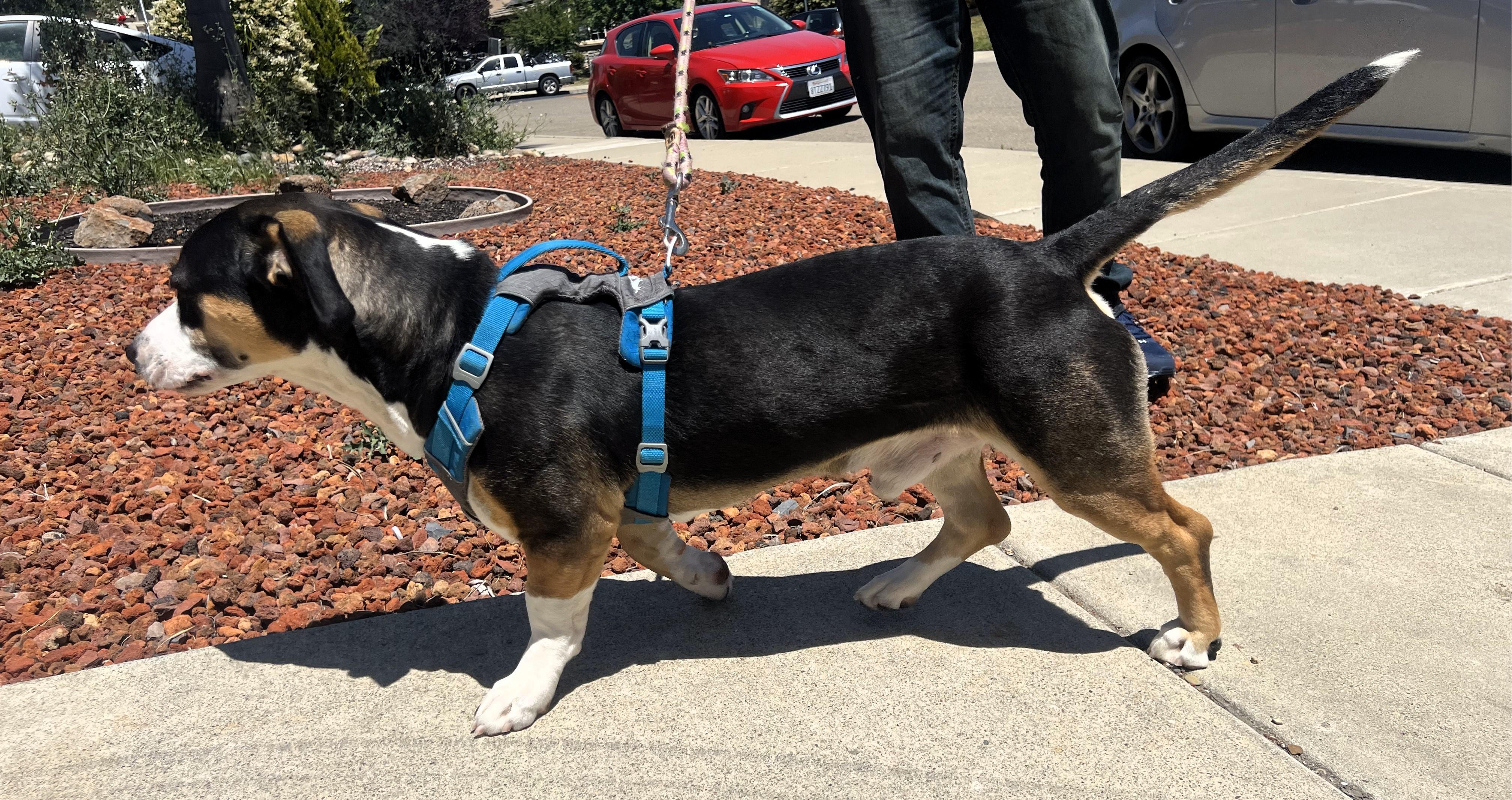 Enlarge Penguino, a Adopted mixed breed in San Francisco, CA image 4/5
