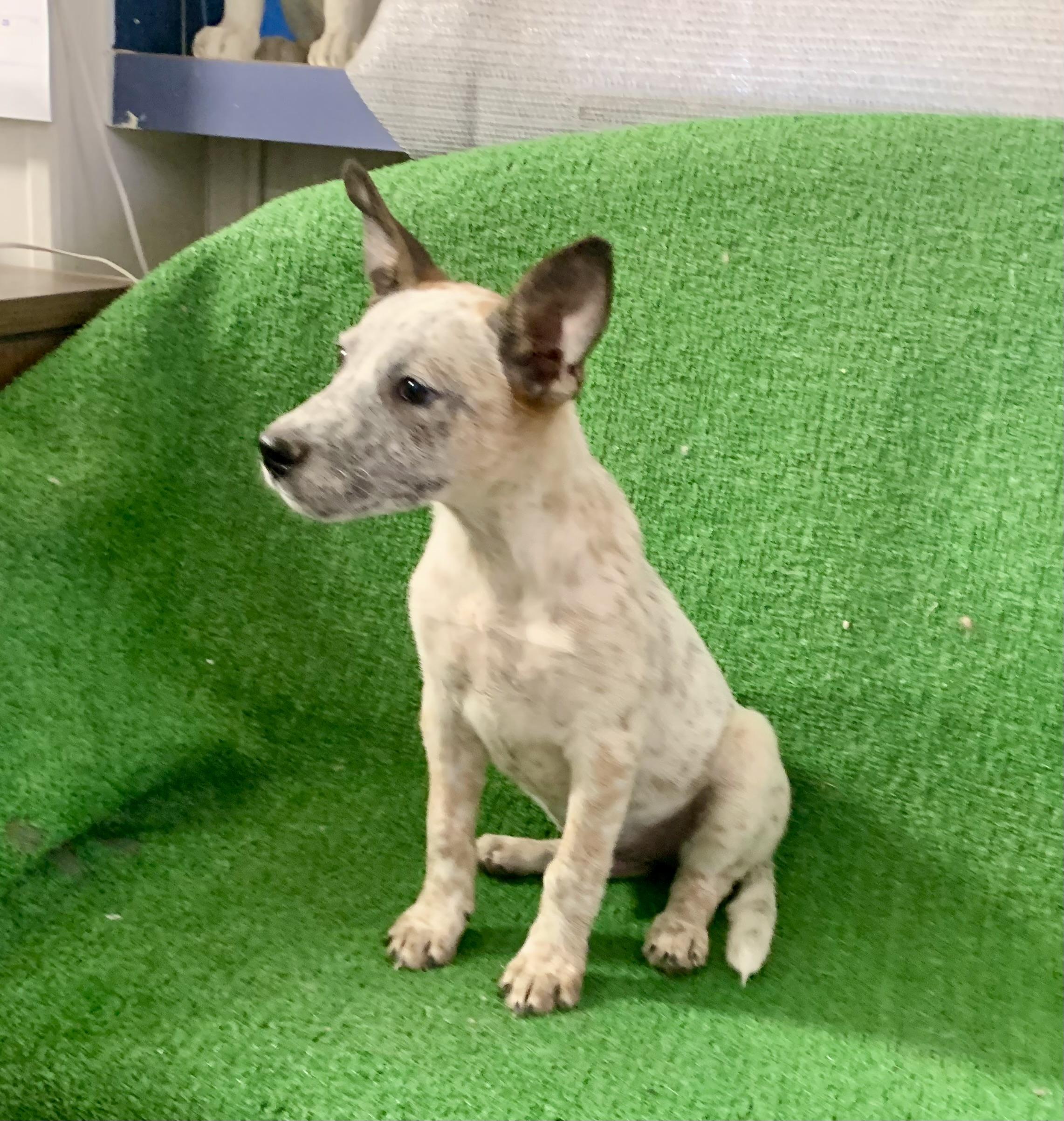 Enlarge Comet, a Adopted mixed breed in El Paso, TX image 1/4