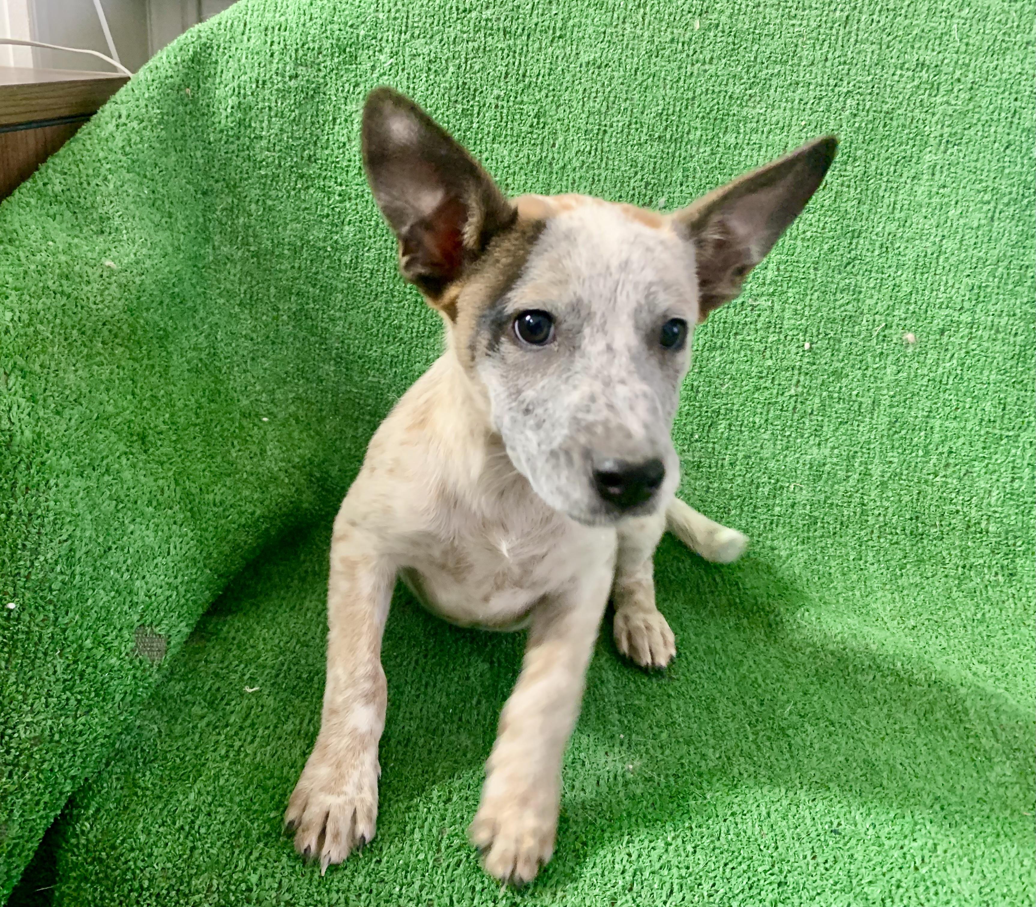 Enlarge Comet, a Adopted mixed breed in El Paso, TX image 2/4