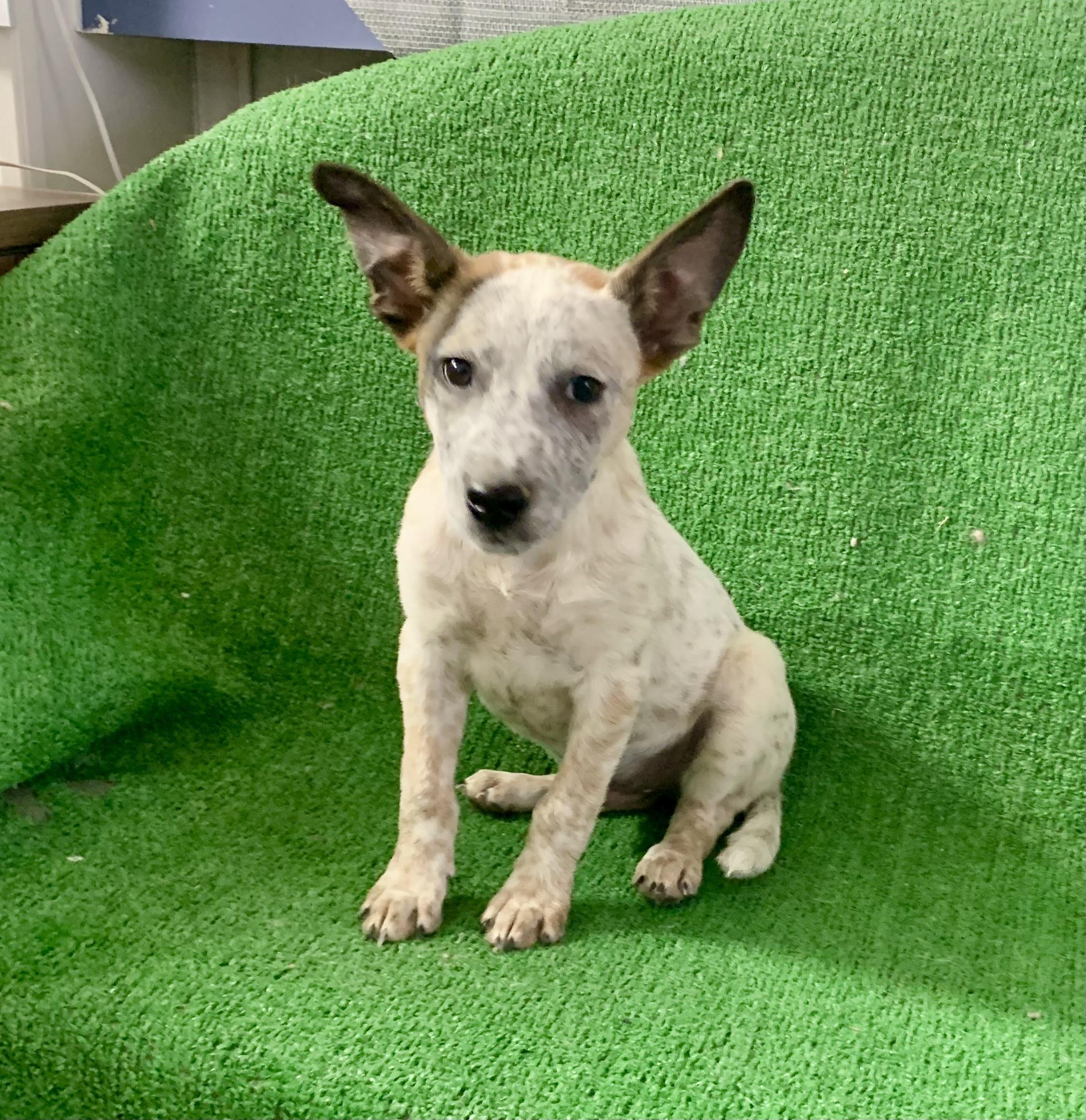 Enlarge Comet, a Adopted mixed breed in El Paso, TX image 3/4