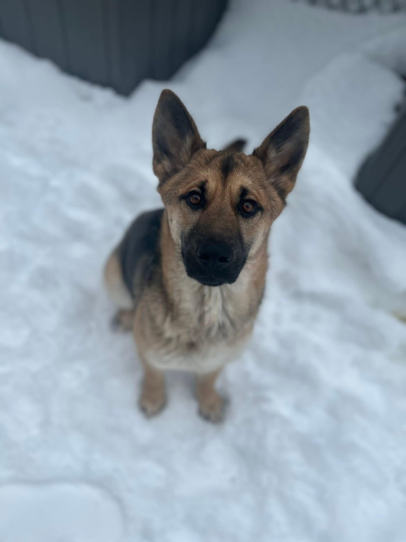 Enlarge Autumn 25-168, a ADOPTABLE mixed breed in Westmeath, ON image 1/1