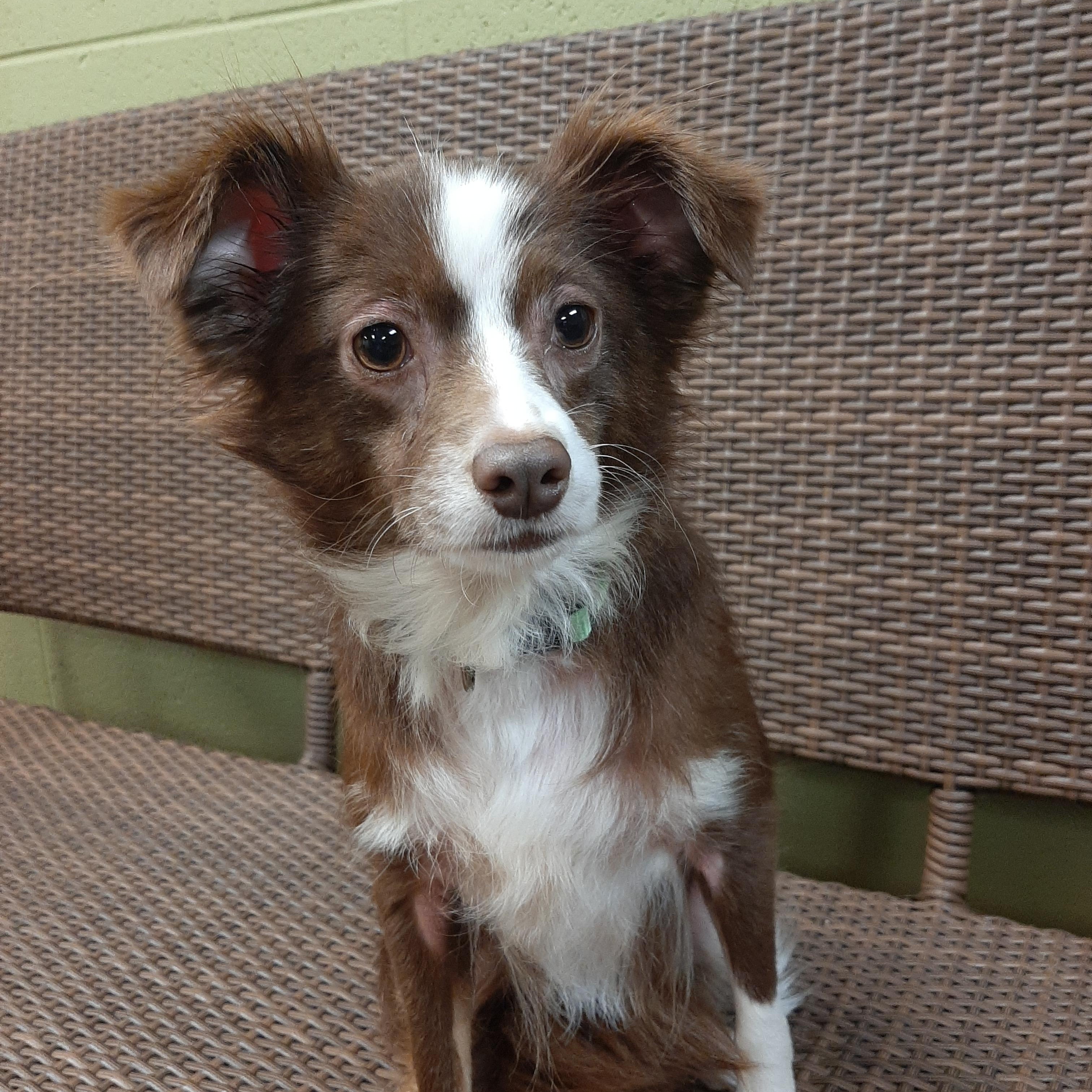 Elle, an adopted mixed breed in Lake Odessa, MI image 2/2