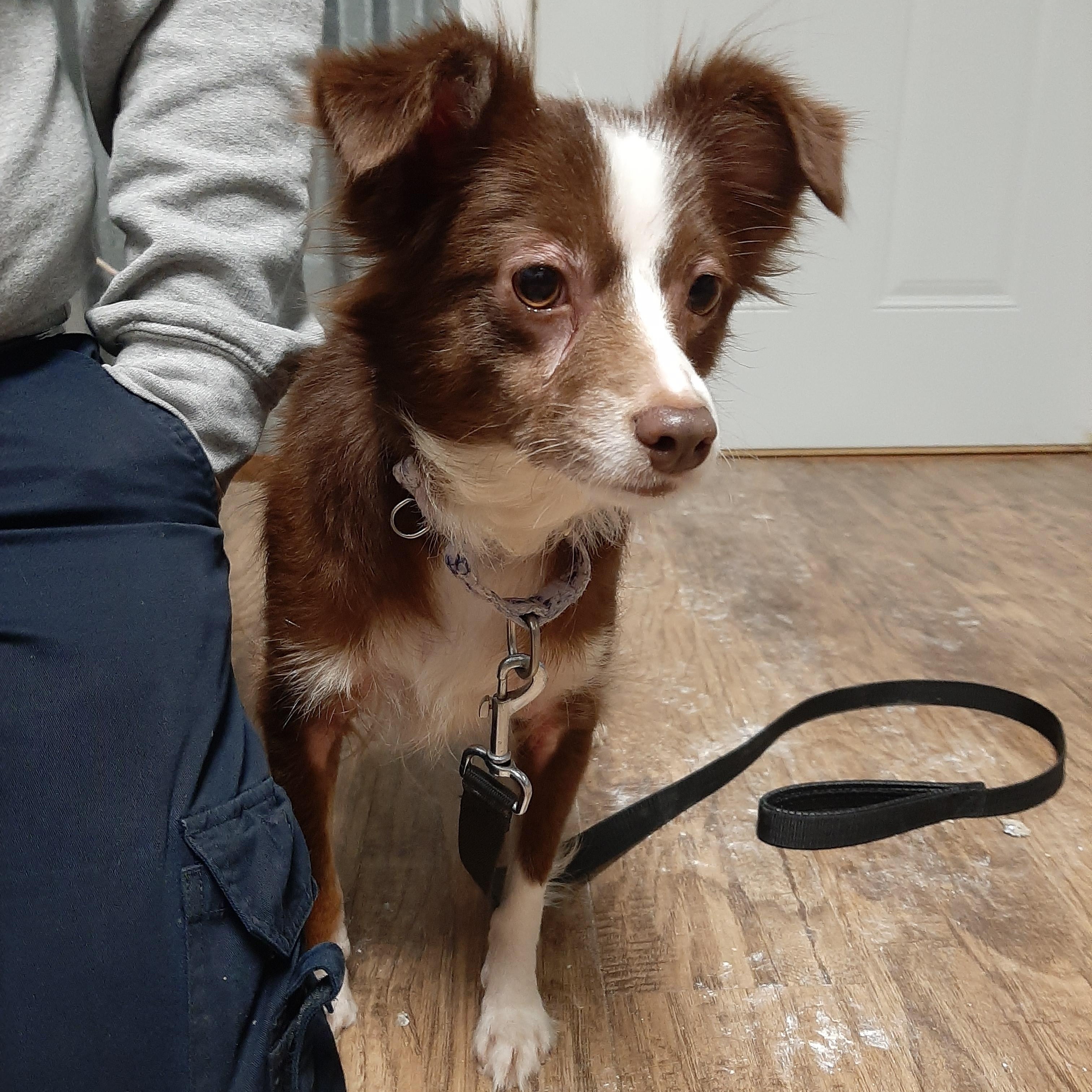 Elle, an adopted mixed breed in Lake Odessa, MI image 1/2