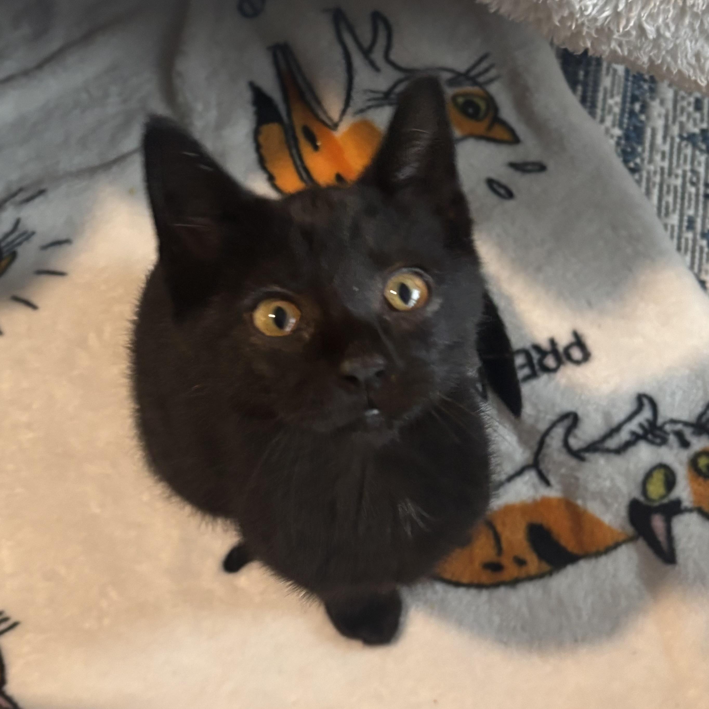 Crowbar, a ADOPTABLE Domestic Short Hair in Renton , WA image 4/4